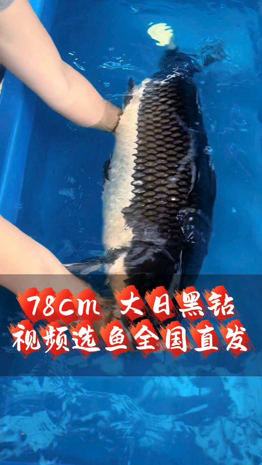 大型锦鲤鱼 大日黑钻锦鲤