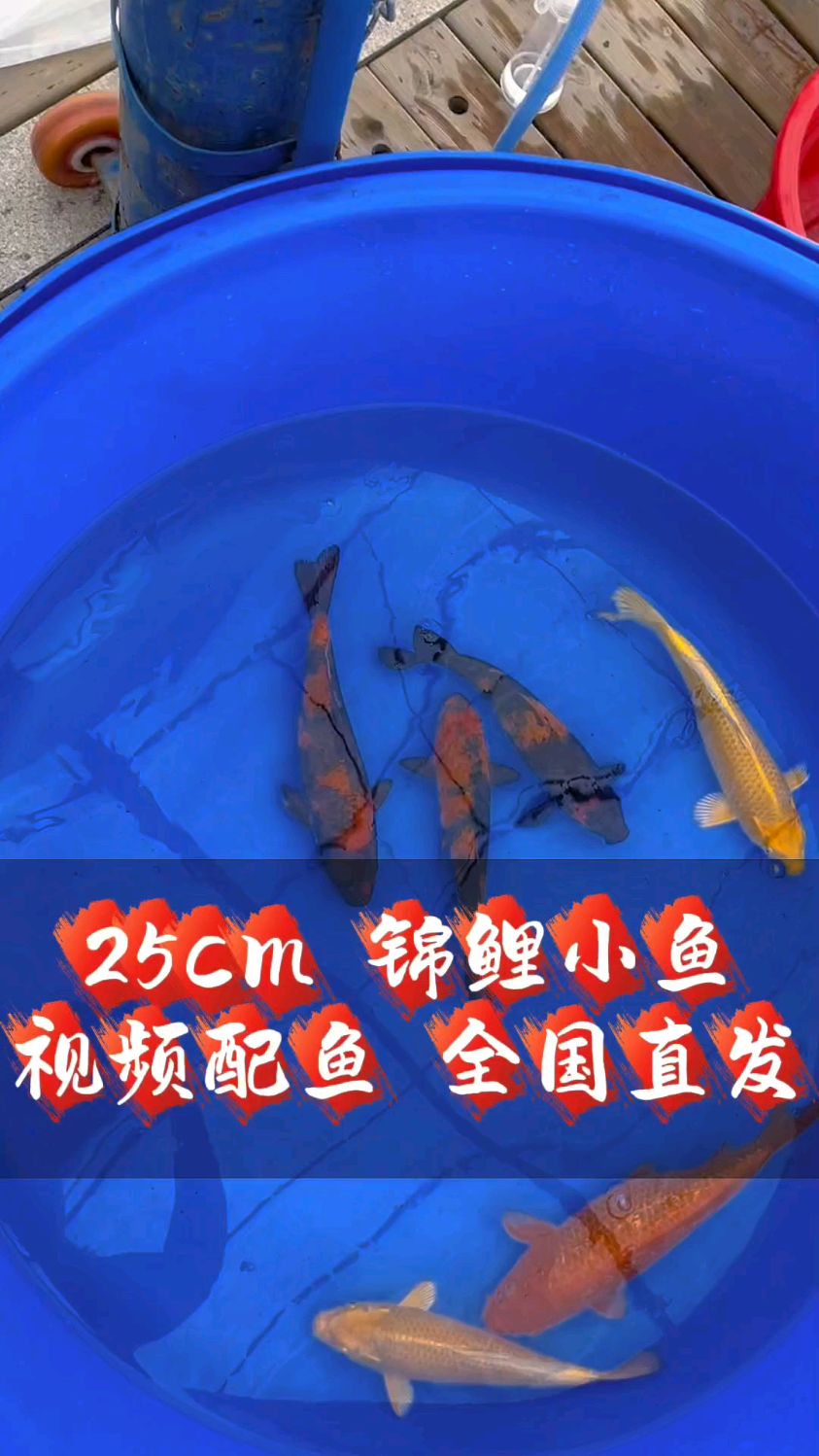 25-30cm锦鲤鱼苗 招财鱼