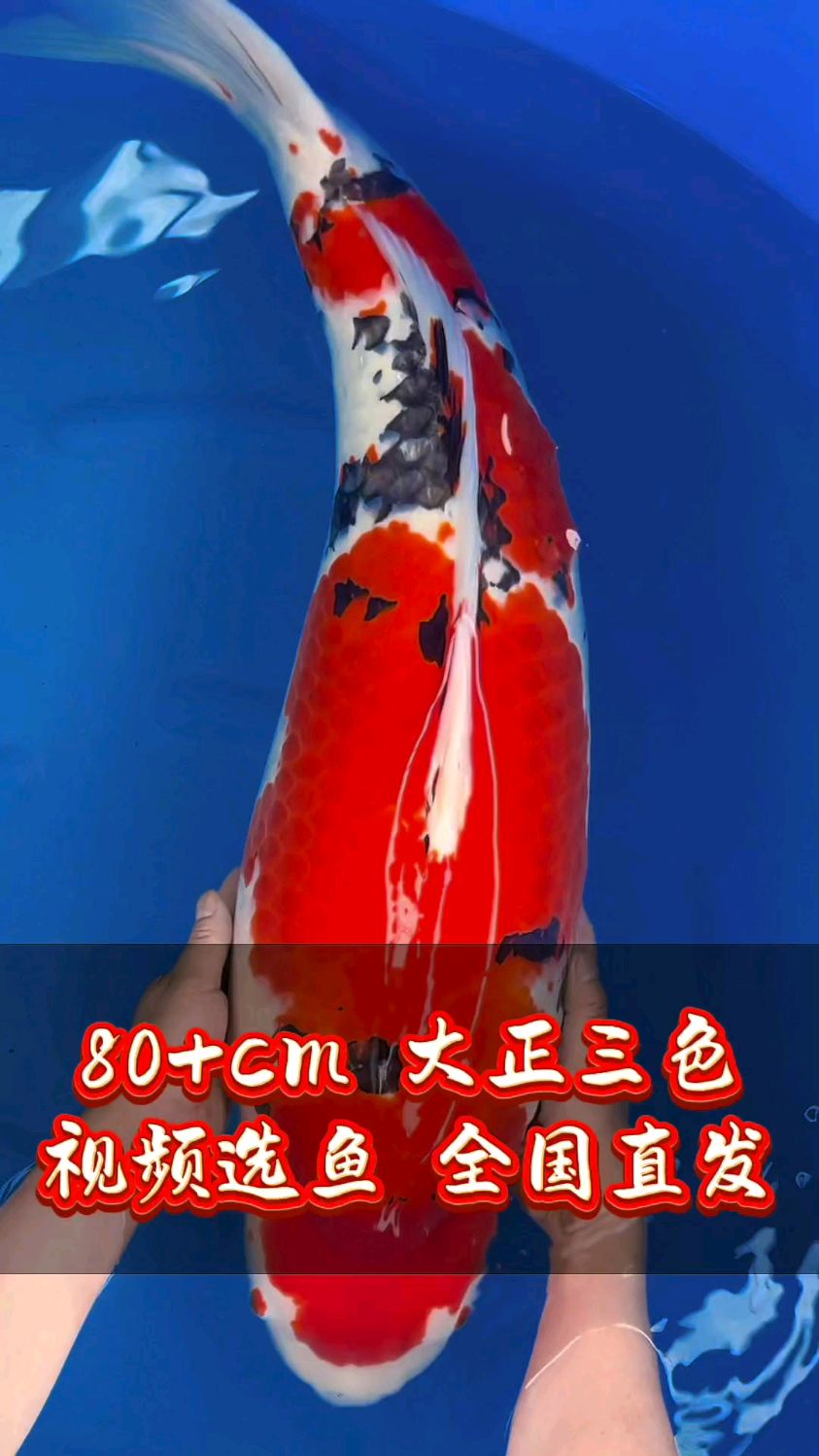 大正三色锦鲤 80+cm