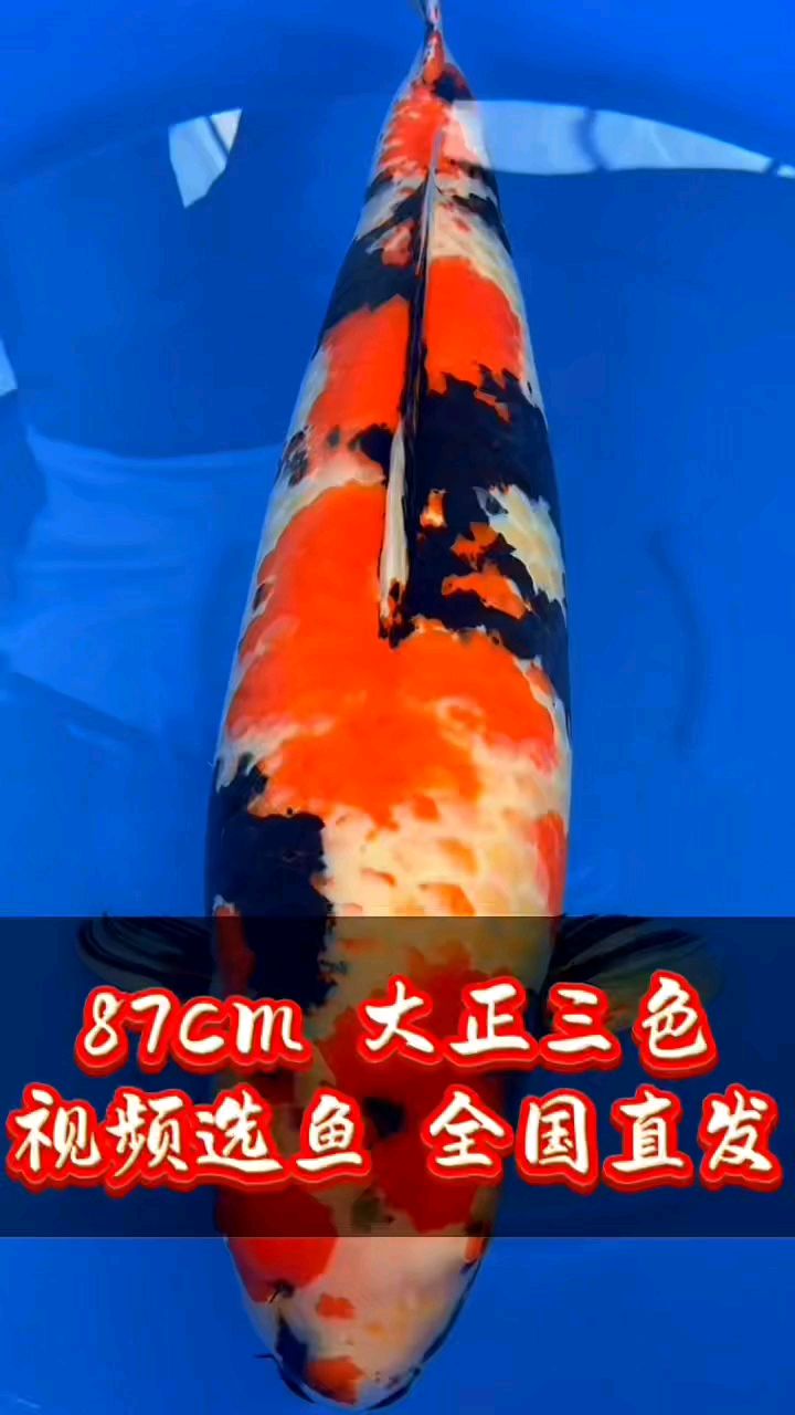87cm 种鱼 昭和三色锦鲤鱼