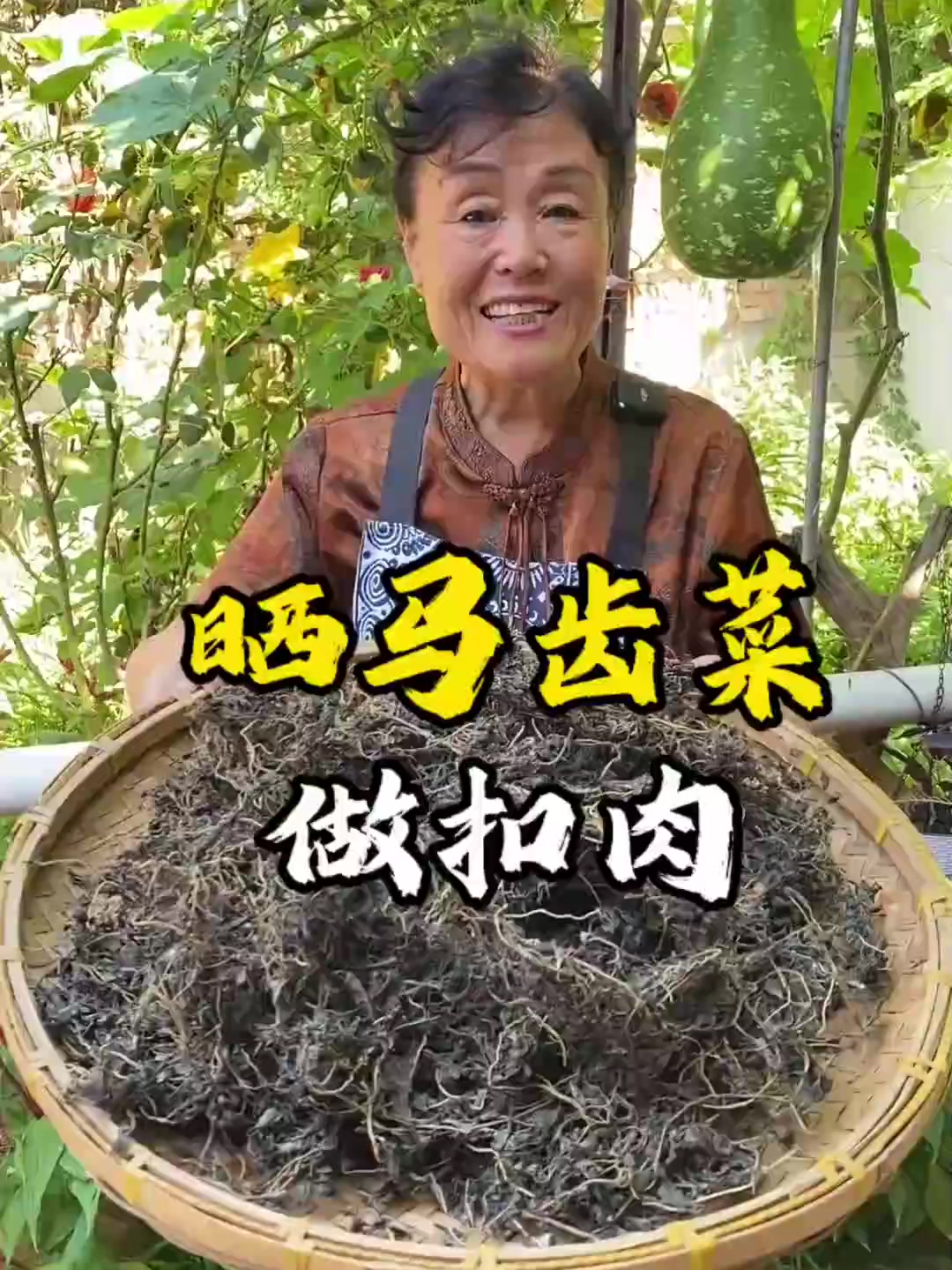 把马齿菜晒干,做成梅干菜,有种特殊的清香,用它做个梅菜扣肉,那是真滴香。