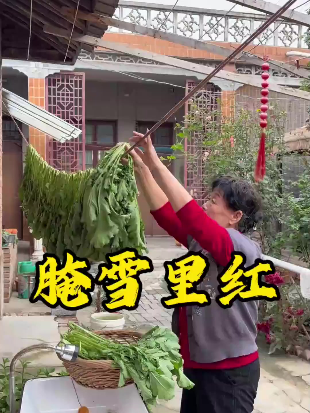 腌雪里红,又到了腌雪里红的季节,路边挖点野雪里蕻,用老方法腌制,腌好又绿又脆,再炒点黄豆,