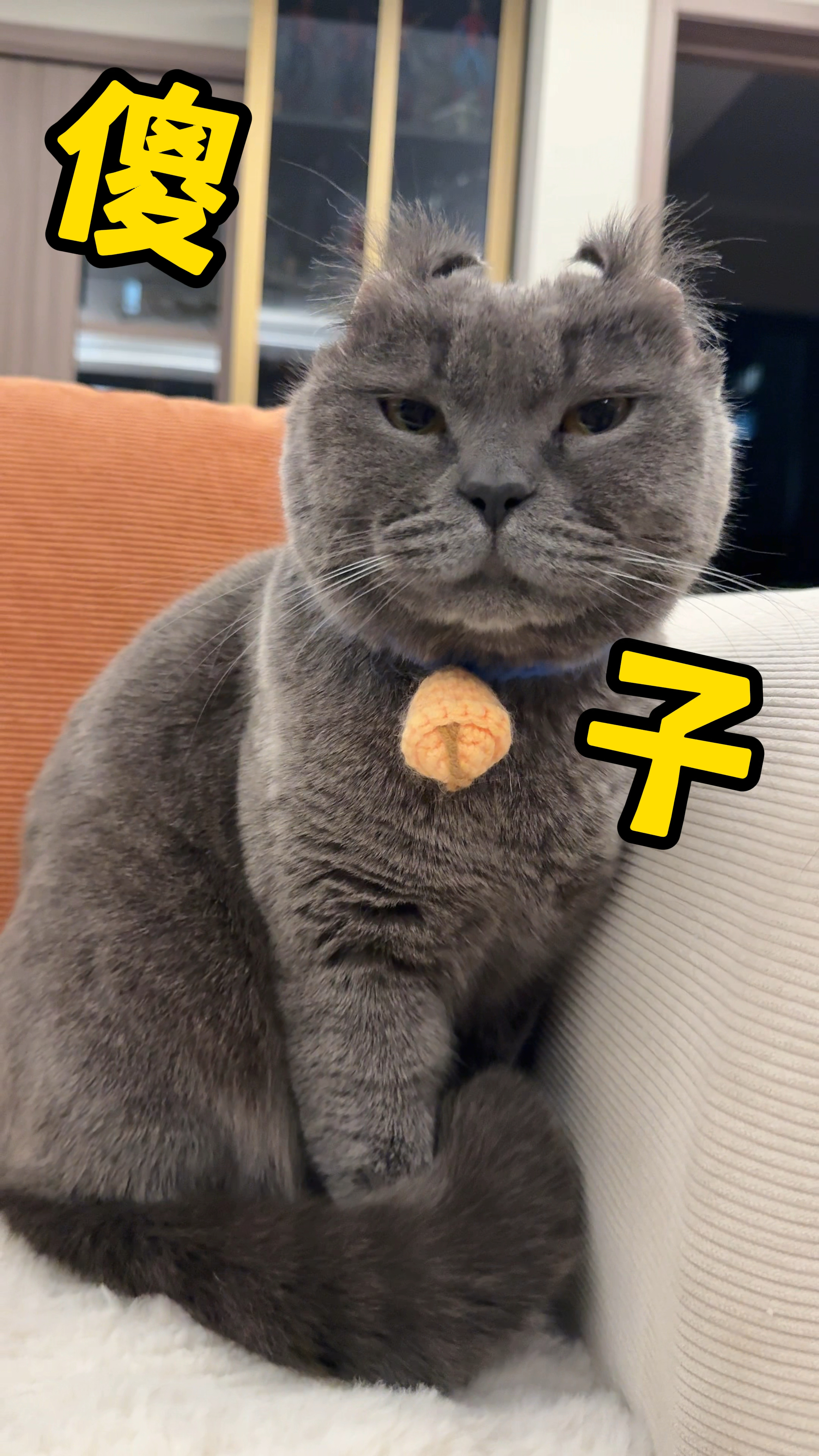 听说把猫耳朵翻过来,翻不过去的是傻子?