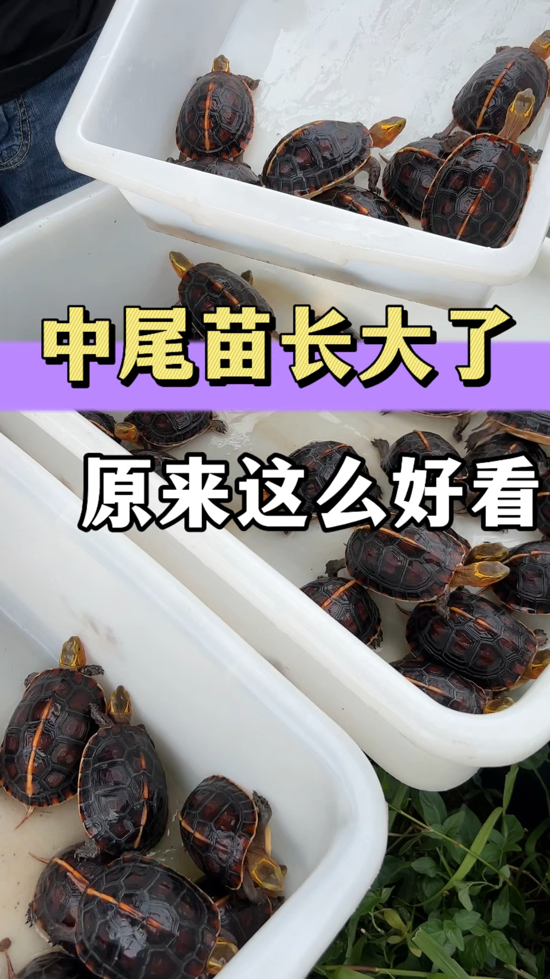 原来黄缘龟的中尾苗长大了这么好看!丑小鸭变白天鹅的过程