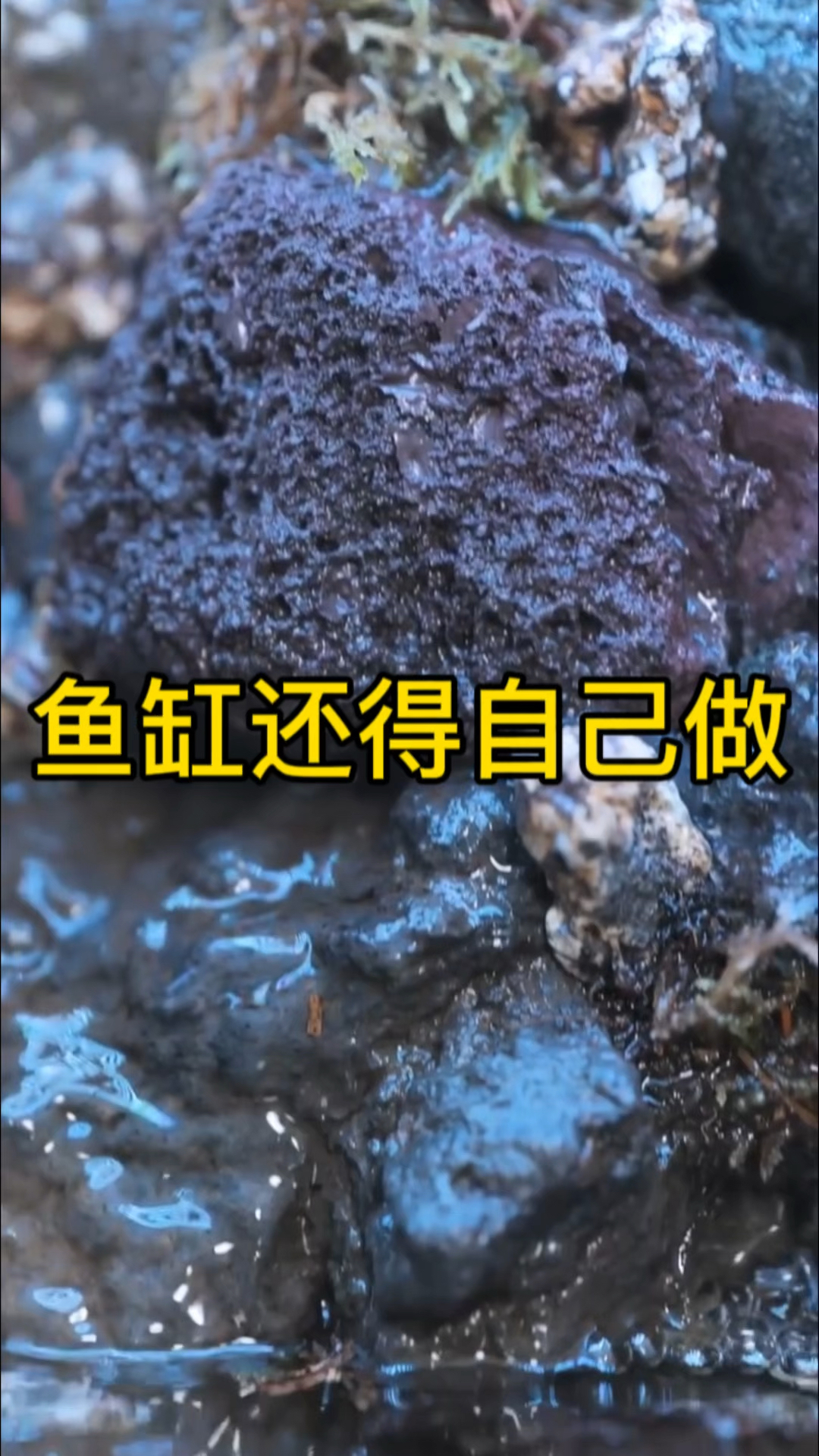 鱼缸不用自己去买、自己做也很简单 #鱼缸 #自制鱼缸