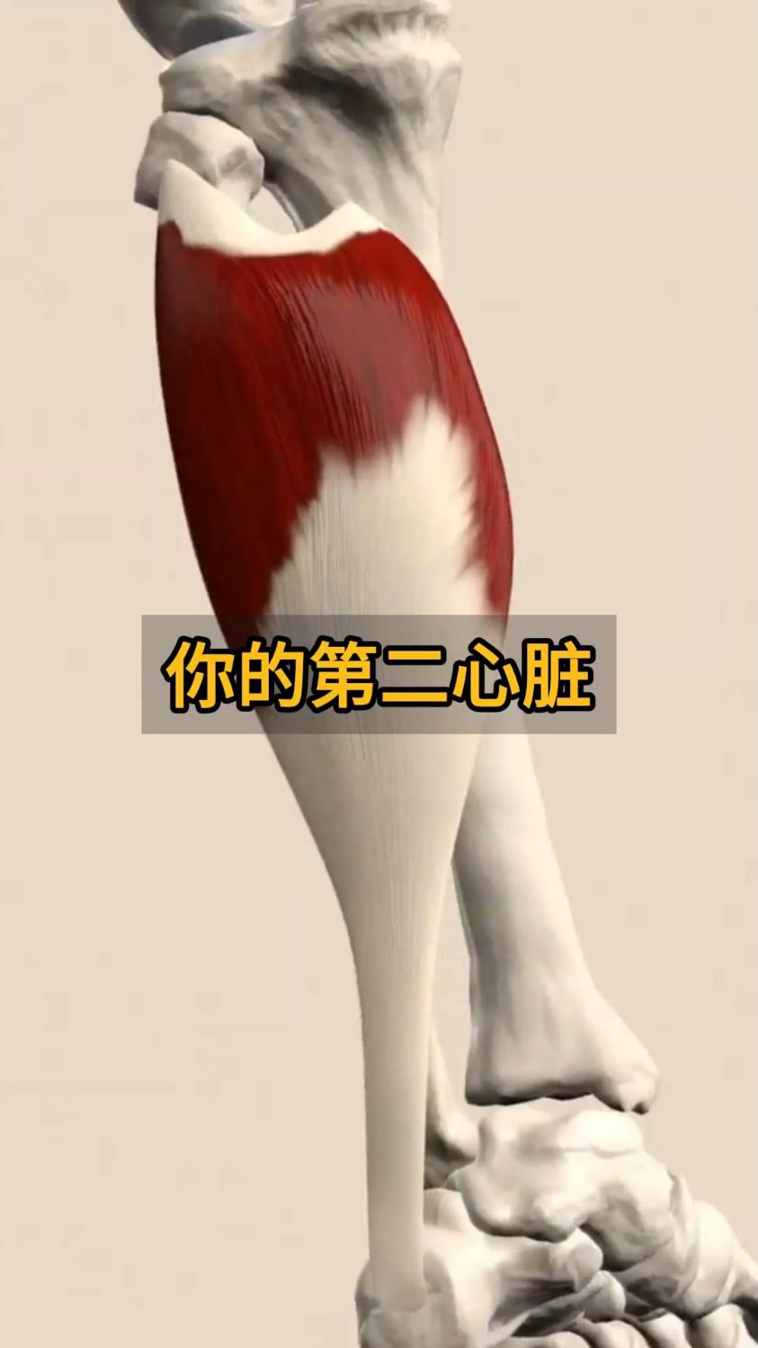 人类的第二心脏竟然这么重要