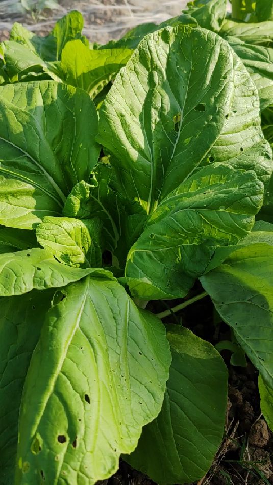 自己种的菜还不能吃,就掰点白菜苔底层叶片吃