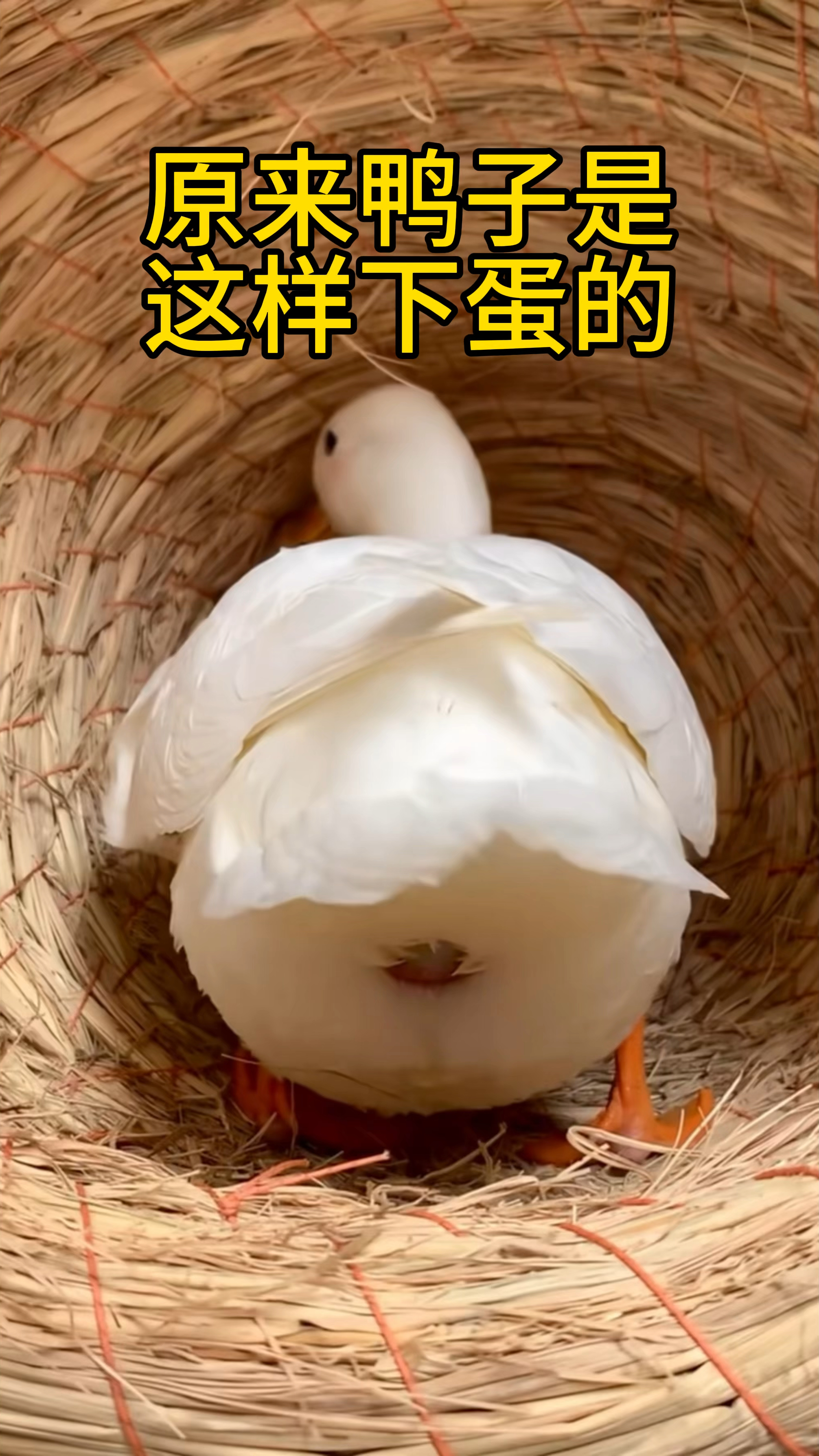 见过鸭子下蛋吗?