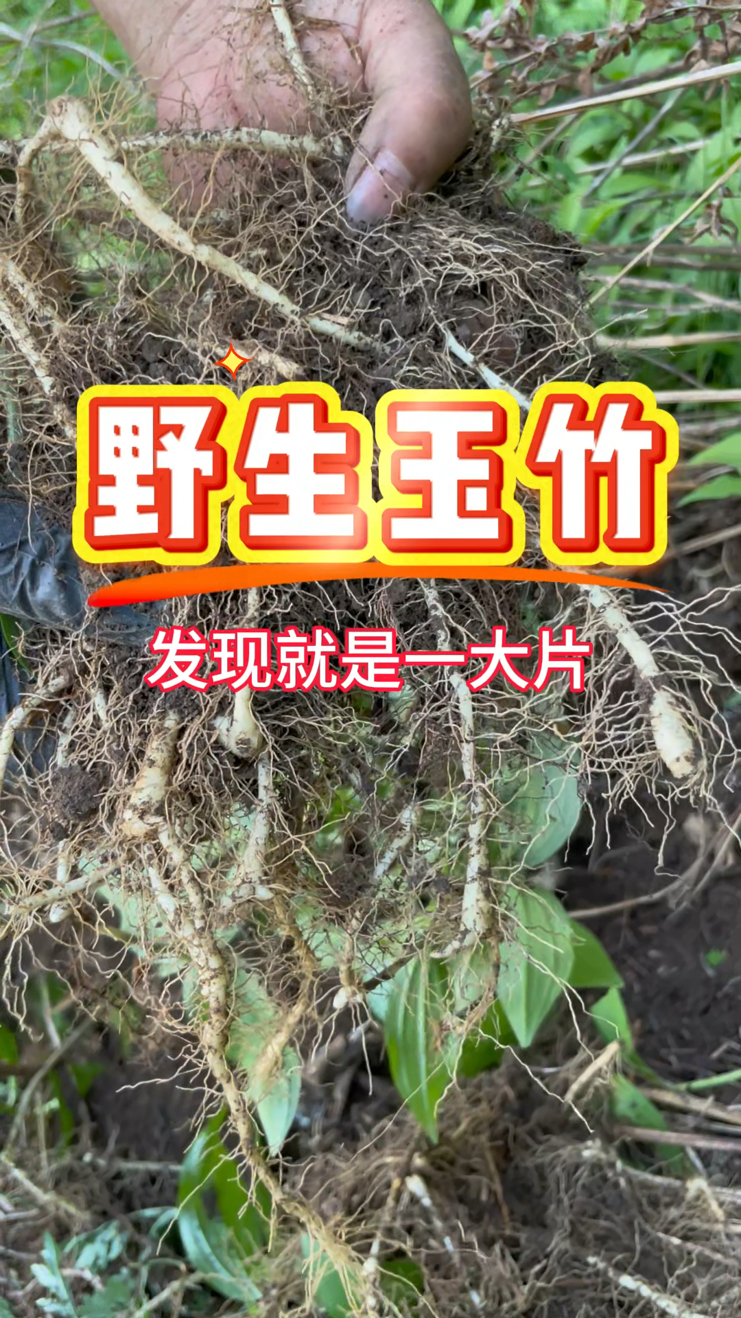 长白山野生玉竹个头不大,劲儿很足,关注我,我送你回去试一试