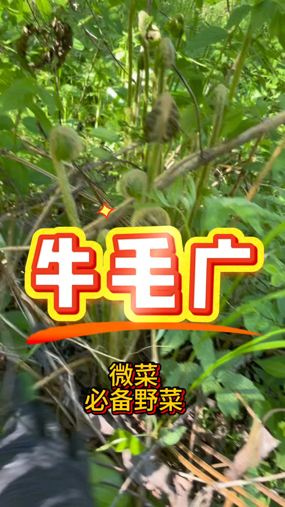 长白山牛毛广也叫微菜,祖祖辈辈吃了一辈子了,谁说他致癌的?