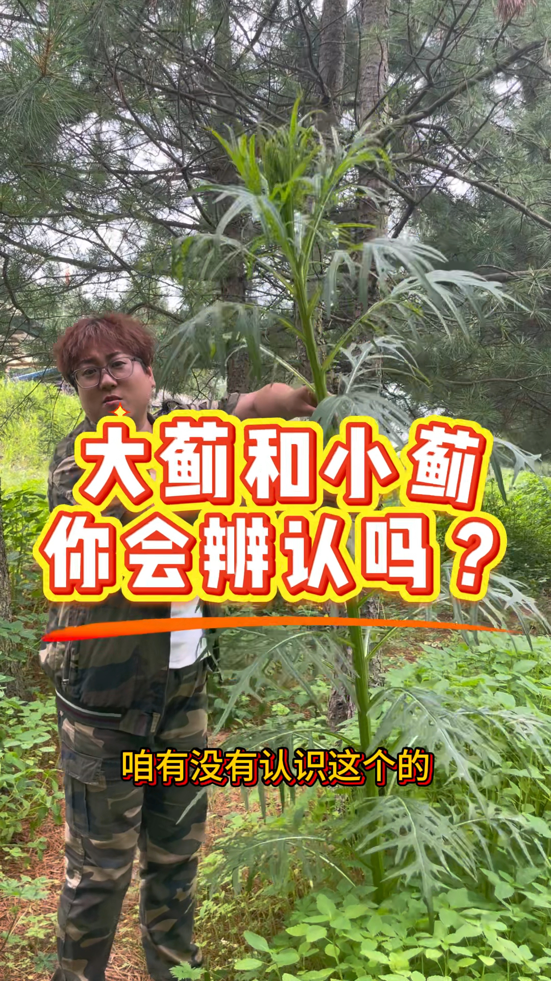很多人拿大蓟和小蓟去入药，但是你能区分他们两个吗？