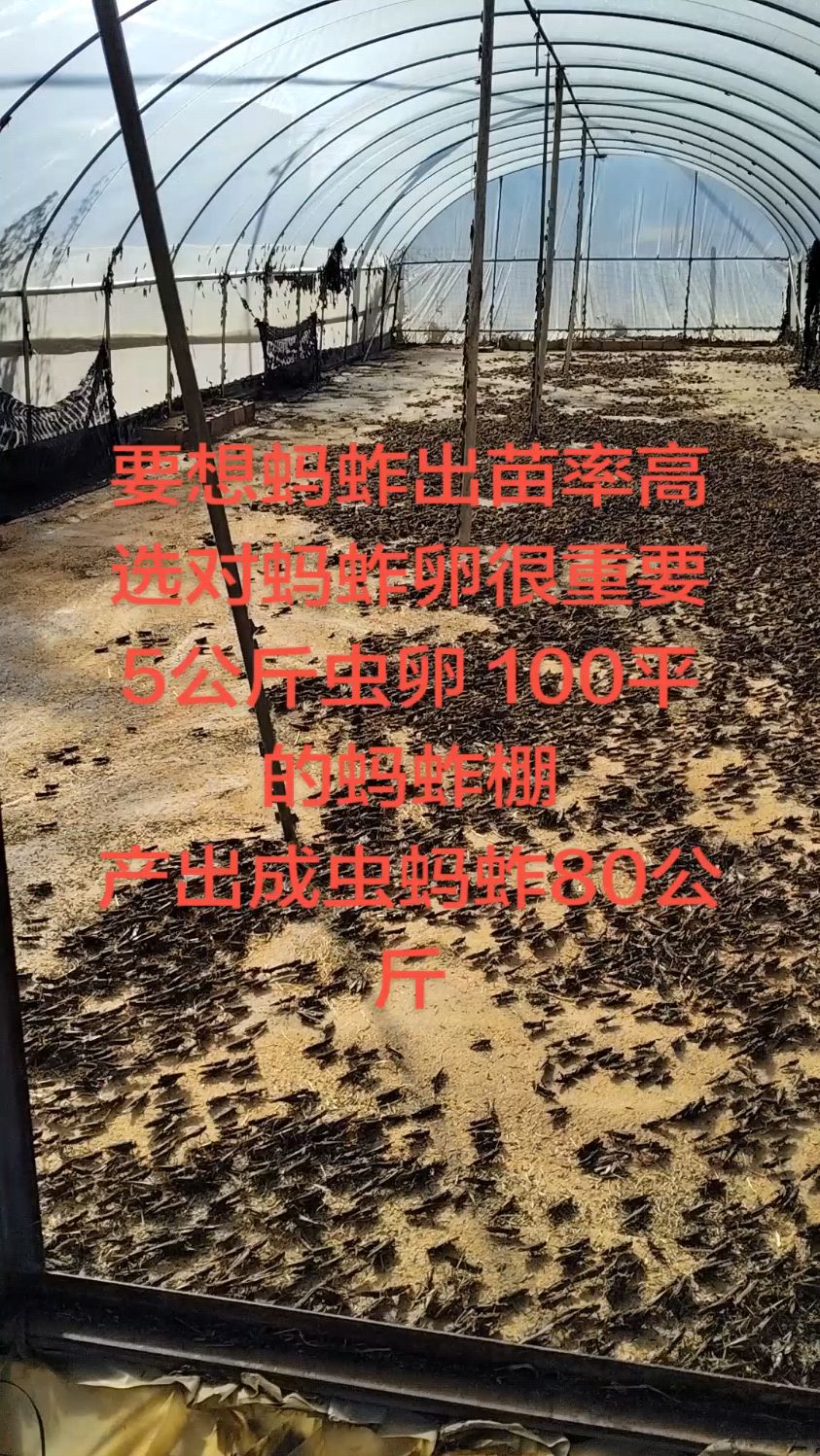 蚂蚱养殖基地摘掉翅膀的 冰冻蚂蚱活体蚂蚱蚂蚱卵 纯公蚂蚱纯母蚂