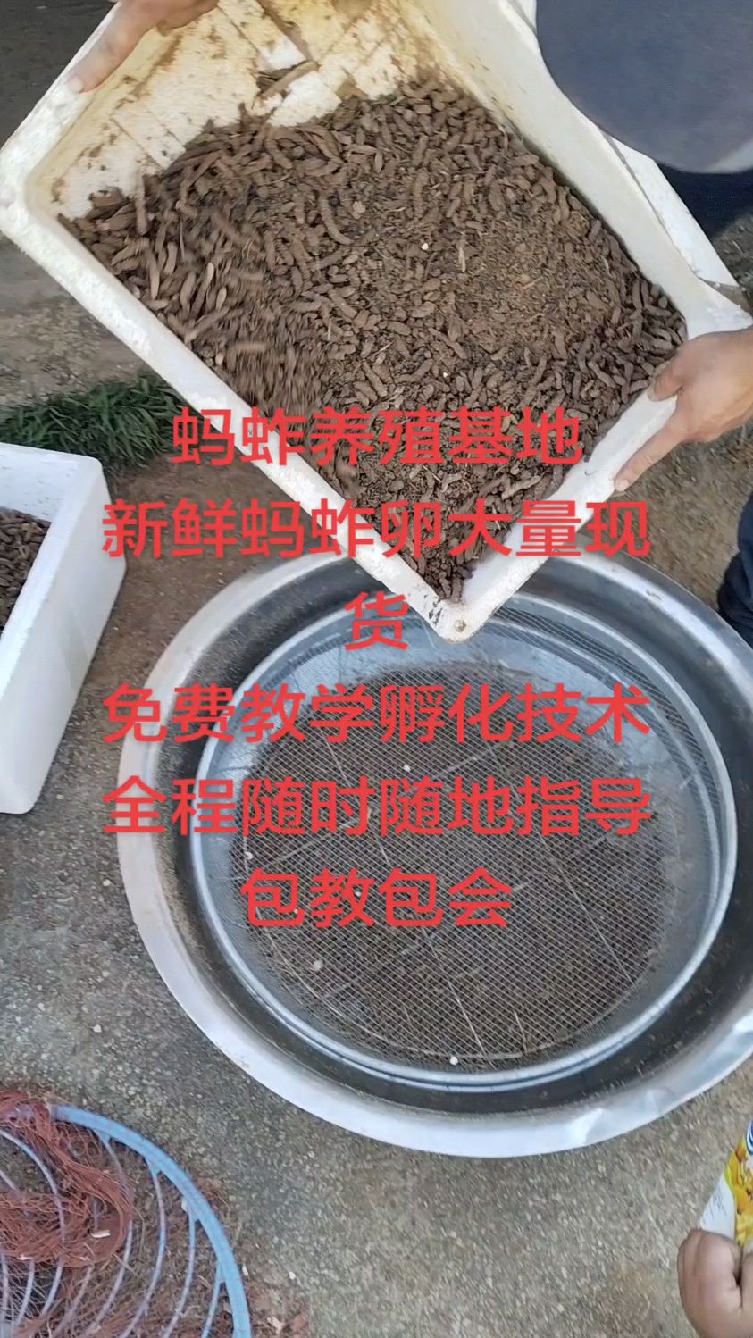 蚂蚱养殖基地 摘掉翅膀的 冰冻蚂蚱 活体蚂蚱 蚂蚱卵