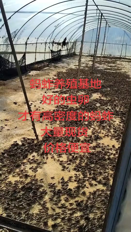 蚂蚱养殖基地 摘掉翅膀的 冰冻蚂蚱 活体蚂蚱 蚂蚱卵 纯公