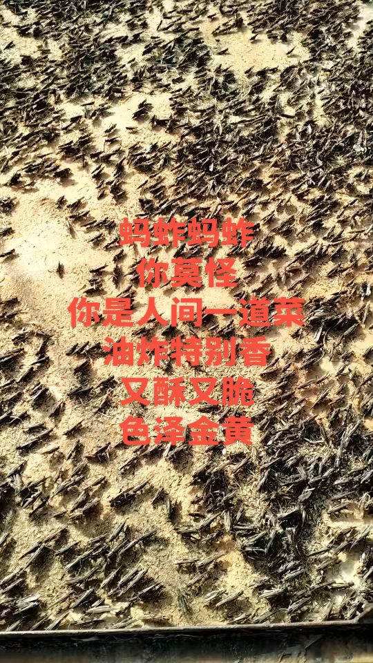 蚂蚱养殖基地 摘掉翅膀的 冰冻蚂蚱 活体蚂蚱 蚂蚱卵 纯公蚂