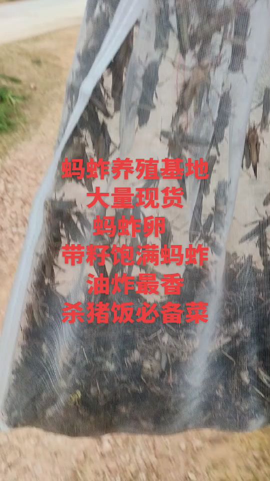 蚂蚱养殖基地 摘掉翅膀的 冰冻蚂蚱 活体蚂蚱 蚂蚱卵 纯公蚂