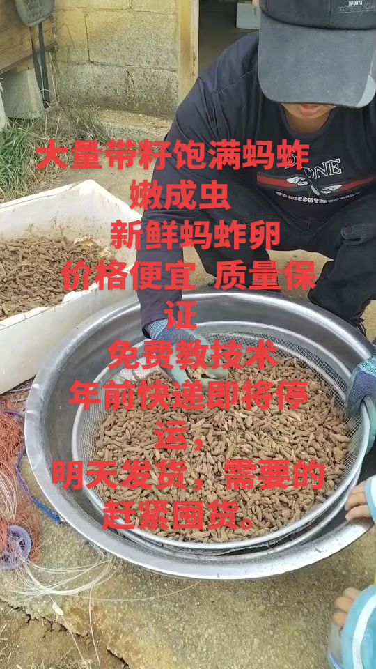 蚂蚱养殖基地 摘掉翅膀的 冰冻蚂蚱 活体蚂蚱 蚂蚱卵 纯