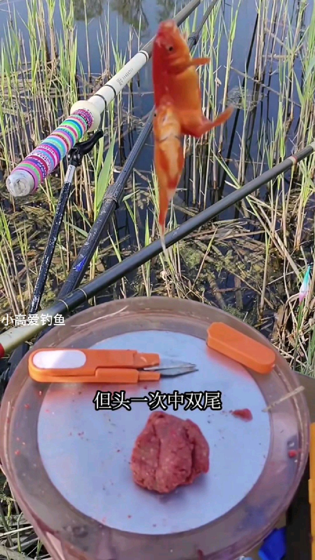 第一次钓到双尾金鱼。