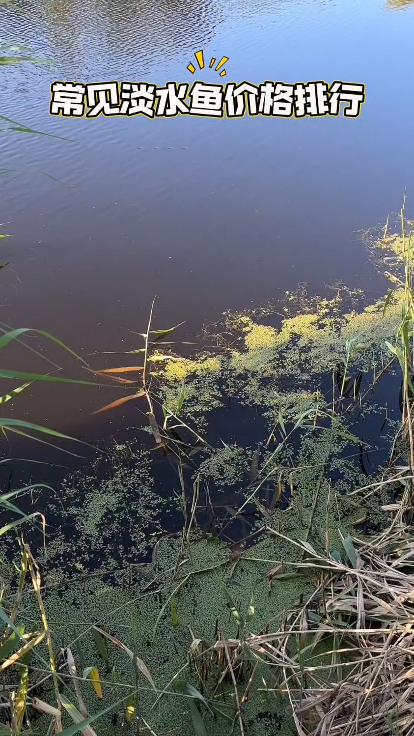 常见淡水鱼价格排行。
