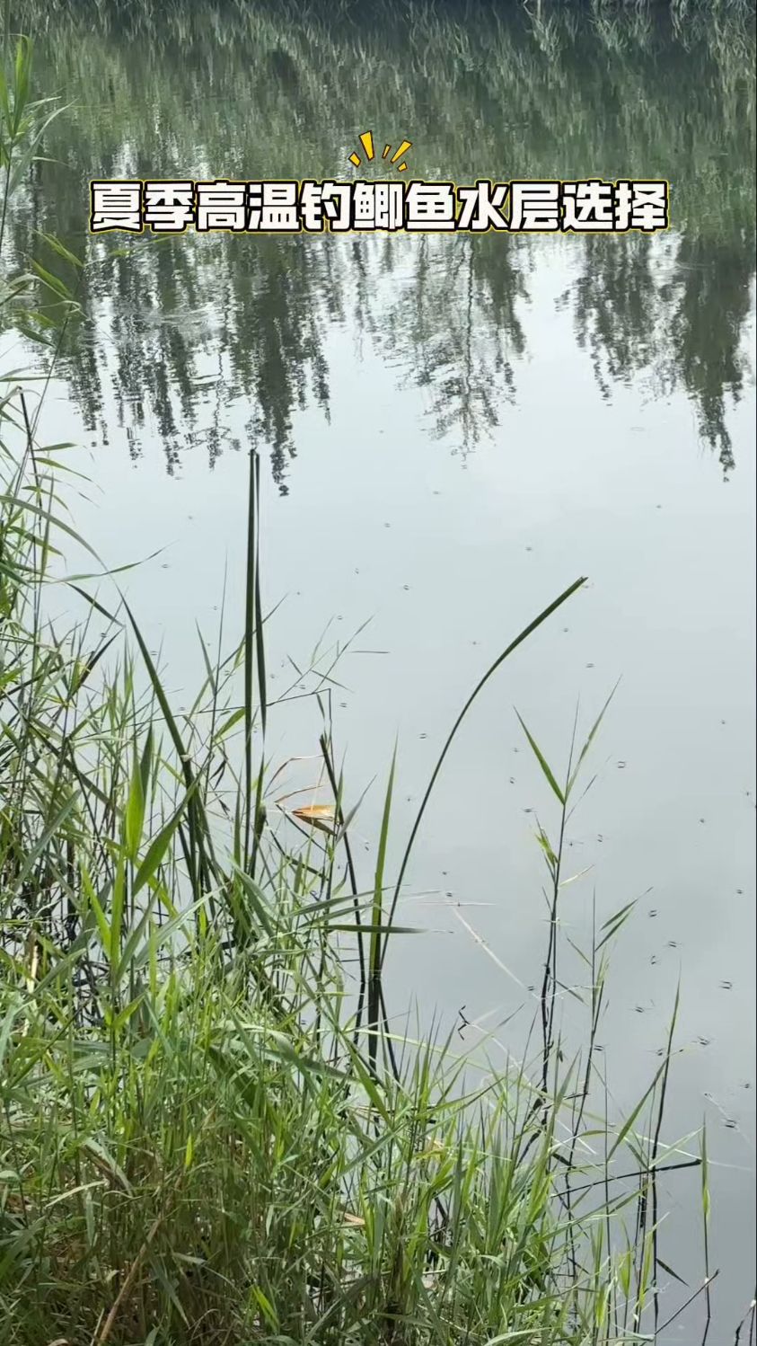 夏季高温钓鲫鱼水层选择。