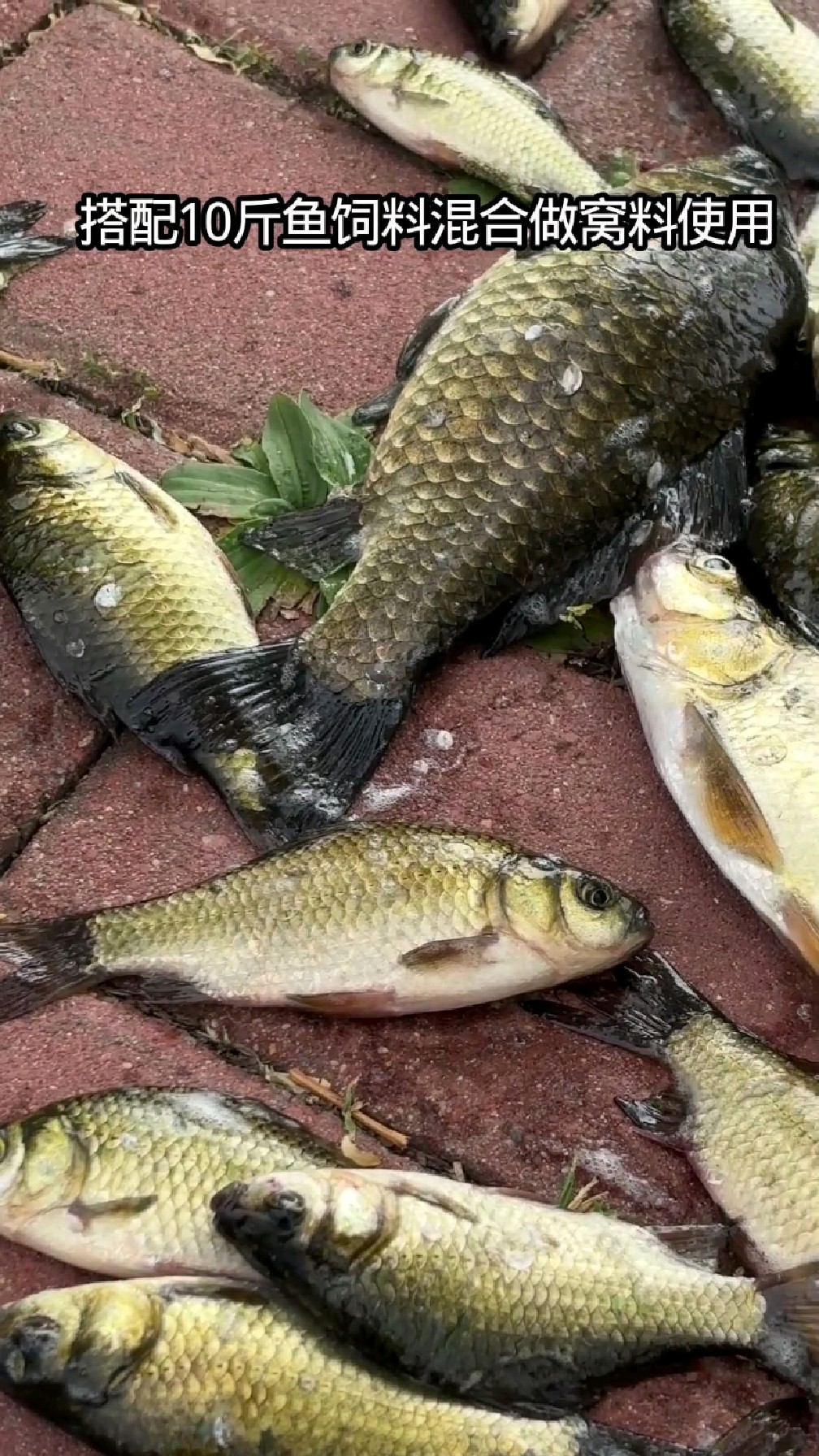 能让鱼迅速开口的三大药材。