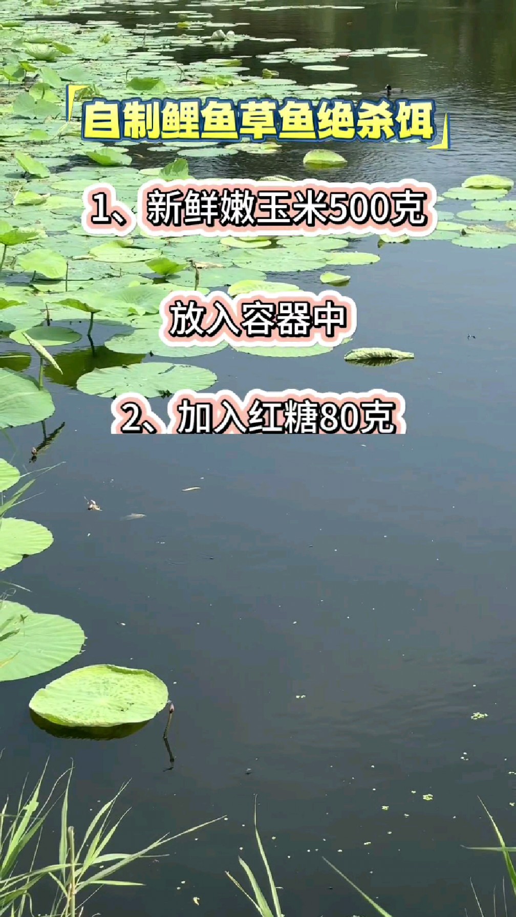 野钓自制鲤草绝杀饵。