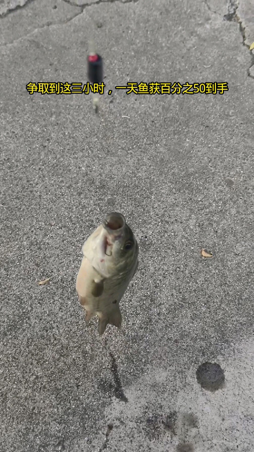 秋夏钓鲫鱼的最佳时间。