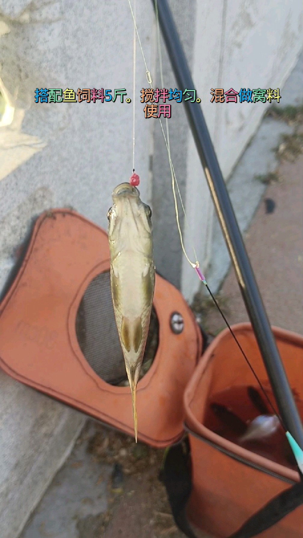 能让鱼快速开口的三大药材。