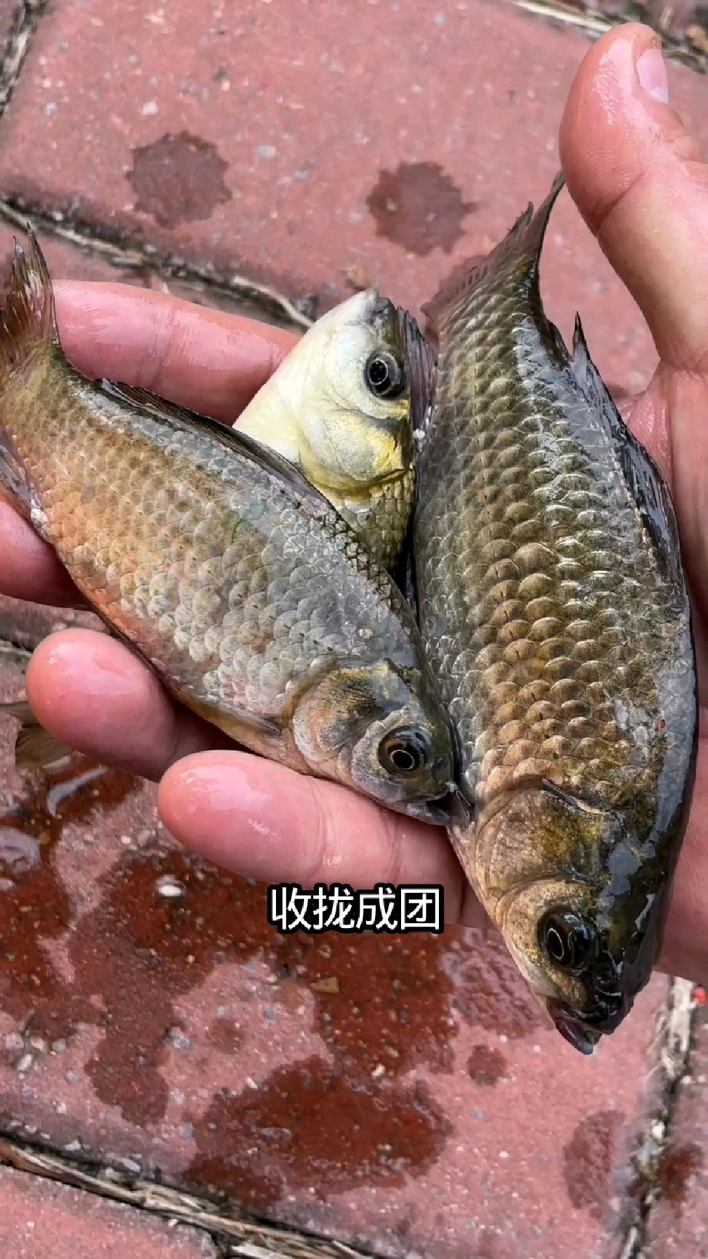 钓大鲫鱼比商品饵还好用的野钓配方。