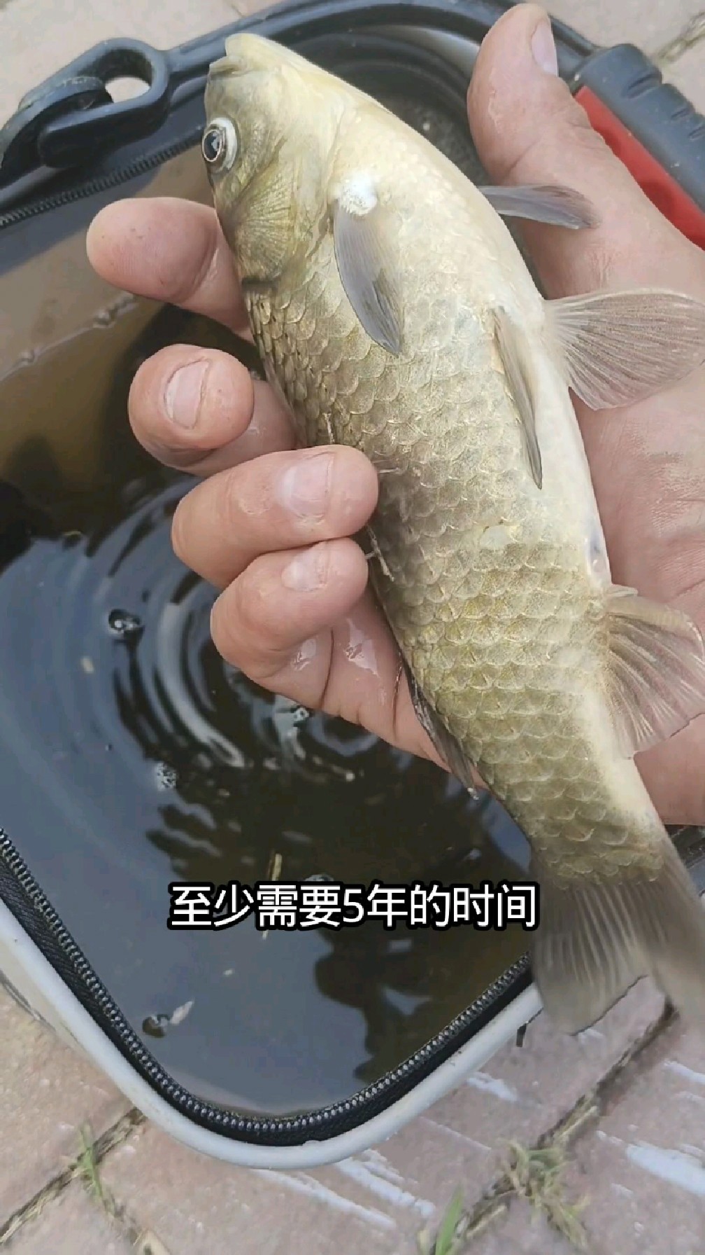 你知道鲫鱼能活多少年吗?