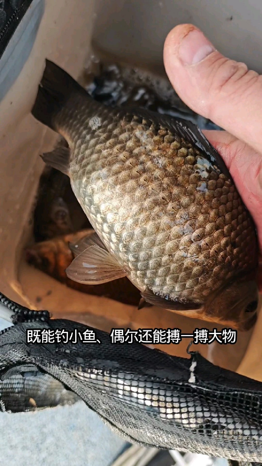 野钓新手必备两种黄金尺寸鱼竿。