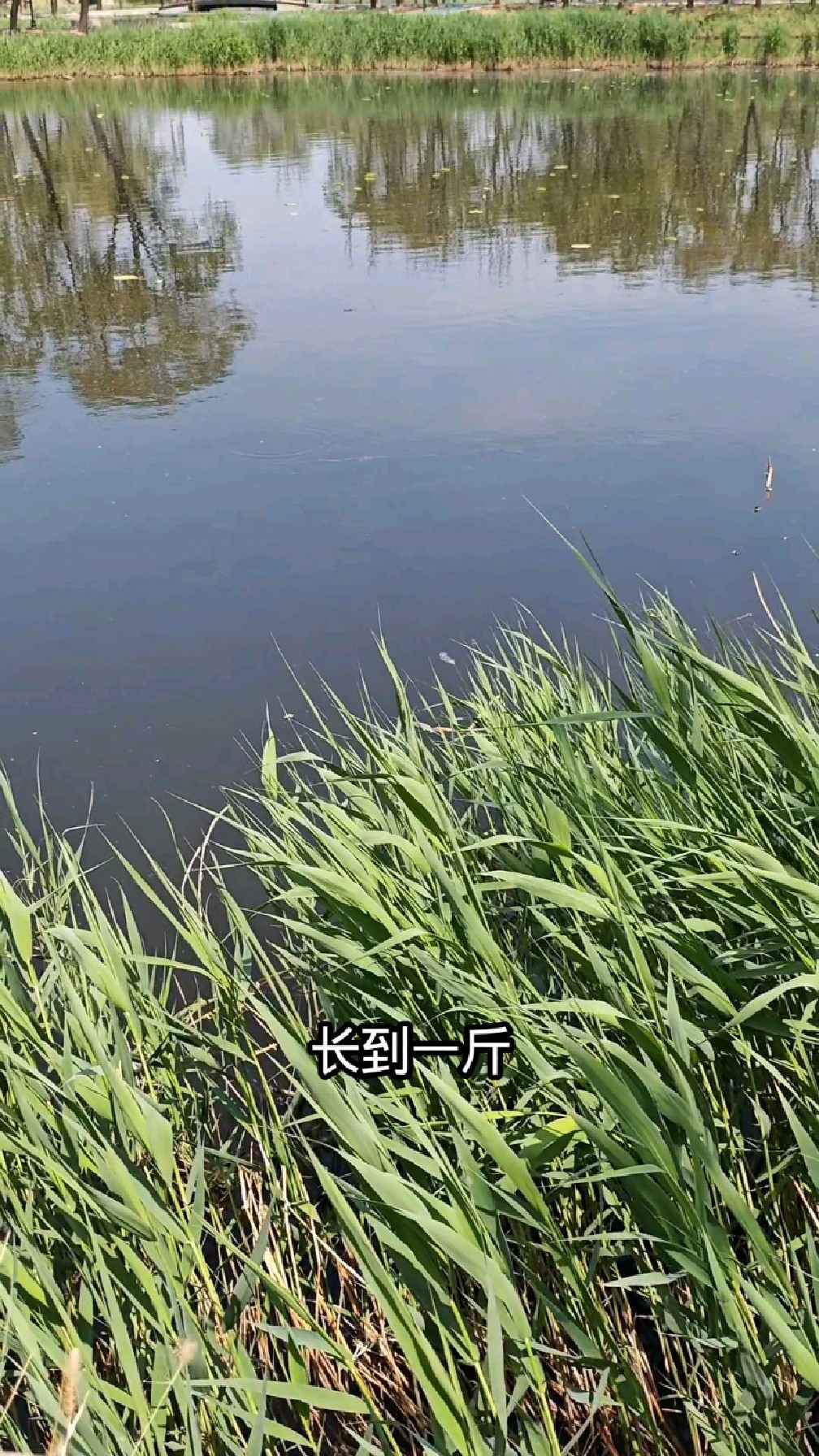 你知道鲫鱼能活多少年吗?