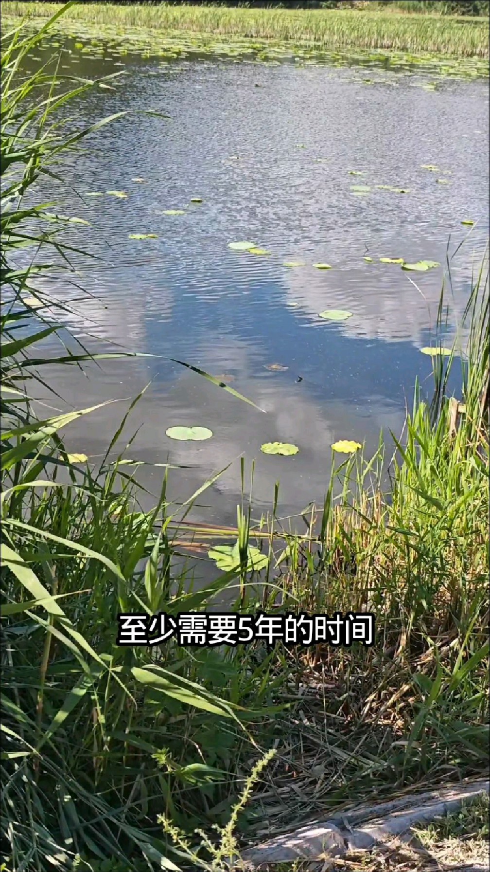 你知道鲫鱼能活多少年吗？