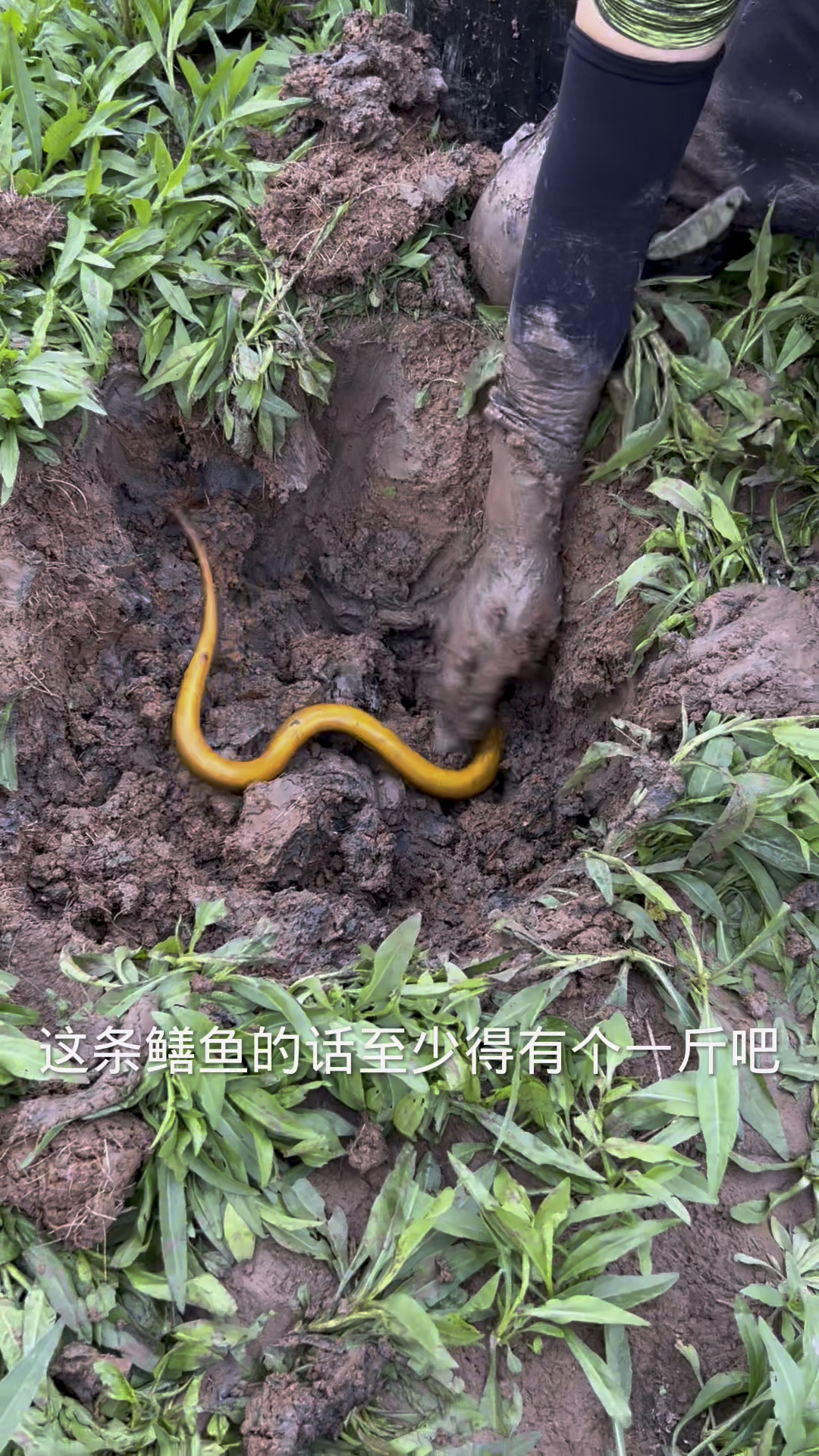 水库抓黄金大鳝鱼