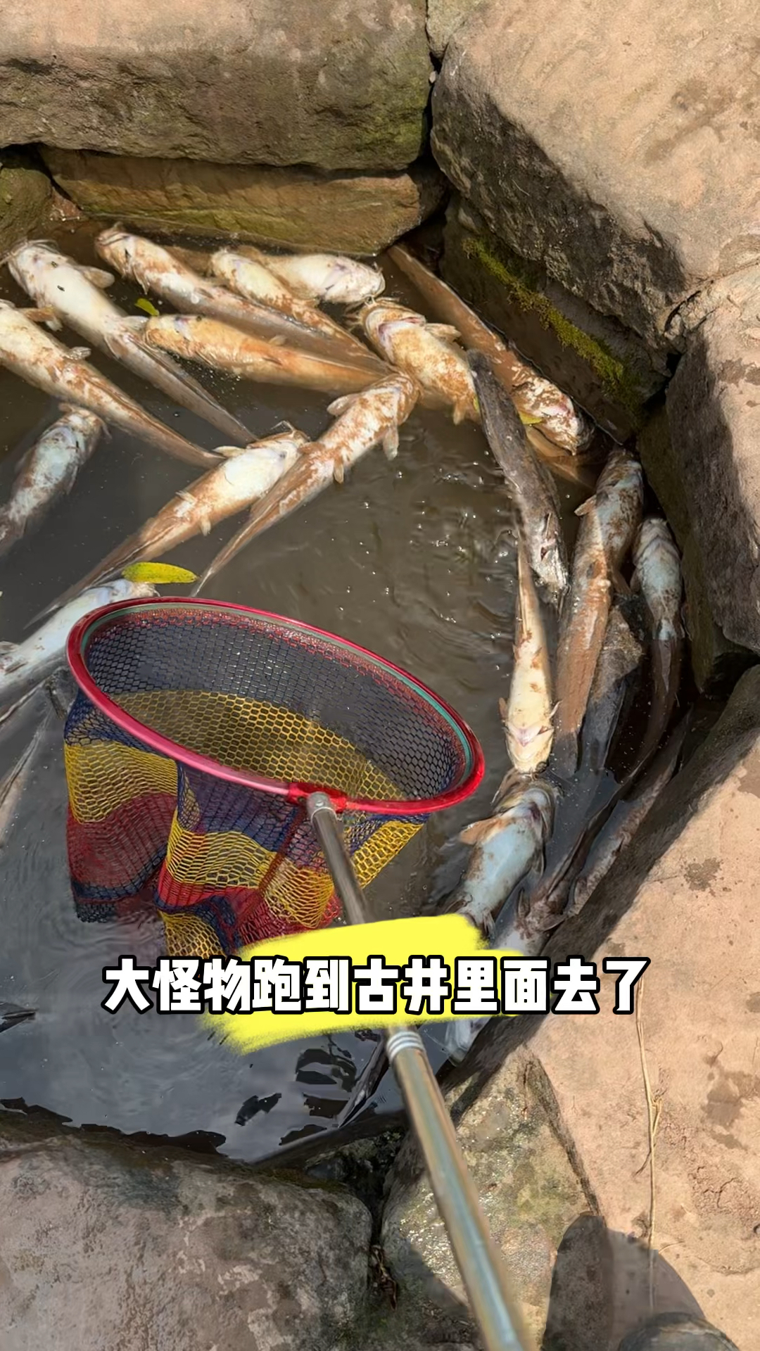 古井发现大货吐泡泡,抽水抓鱼