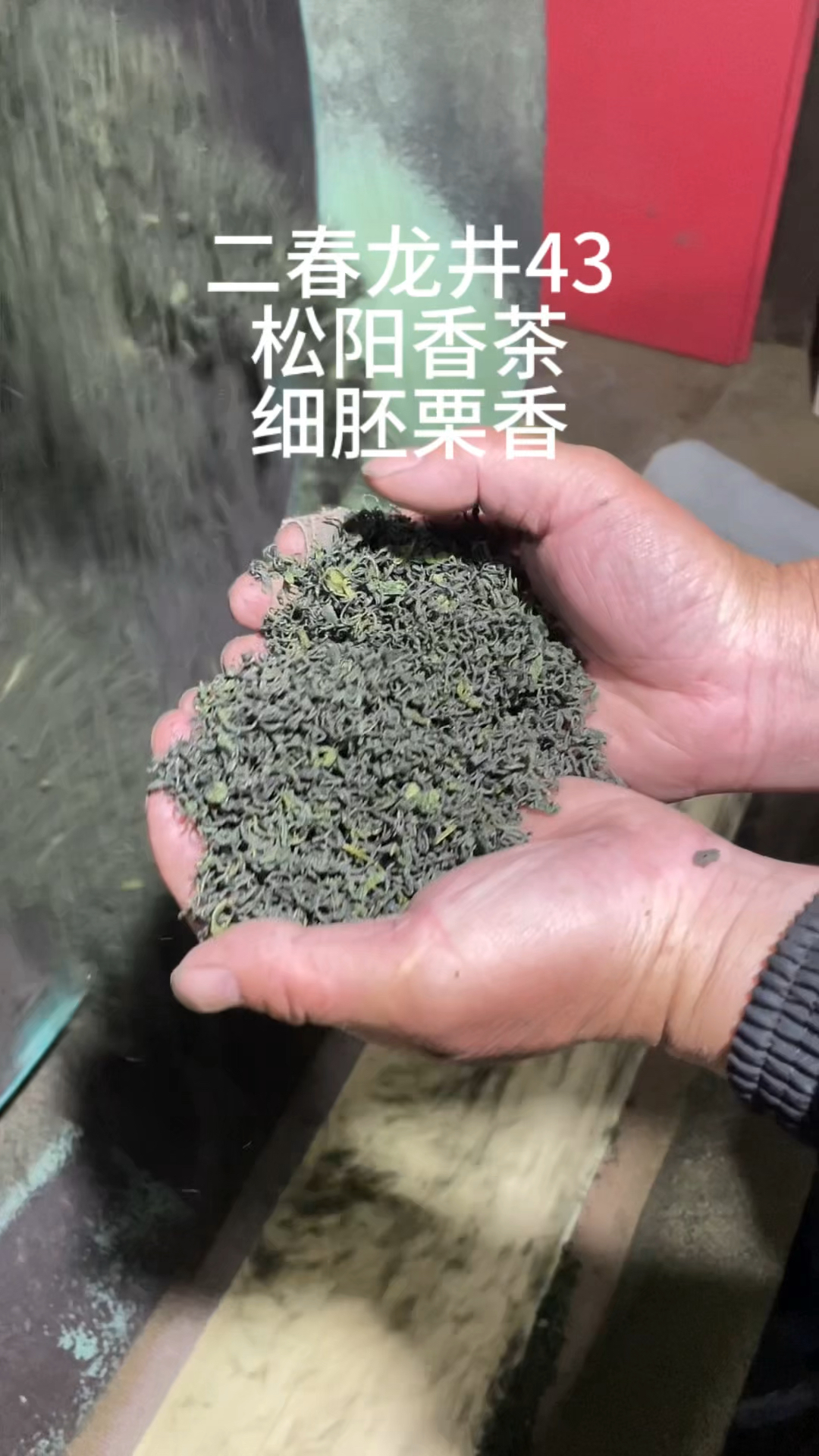 喜欢浓味栗香耐泡的可以试试这款龙井43原料做的松阳香茶炒青绿茶