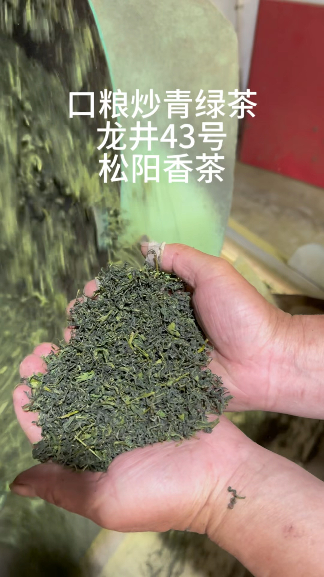 大叶子口粮龙井43松阳香茶炒青绿茶，香高味浓，汤清水绿