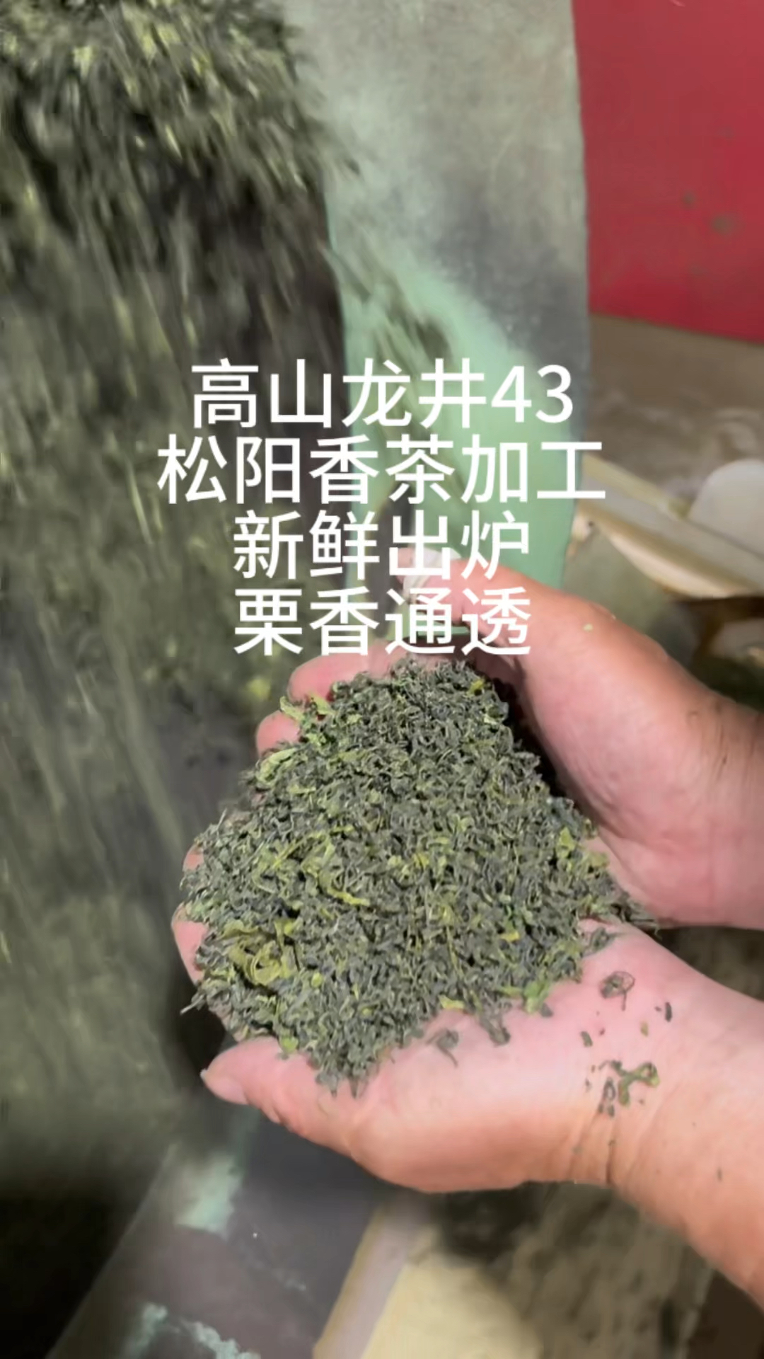 七百米海拔高山原料龙井43松阳香茶炒青绿茶,板栗浓香,甜韵醇爽