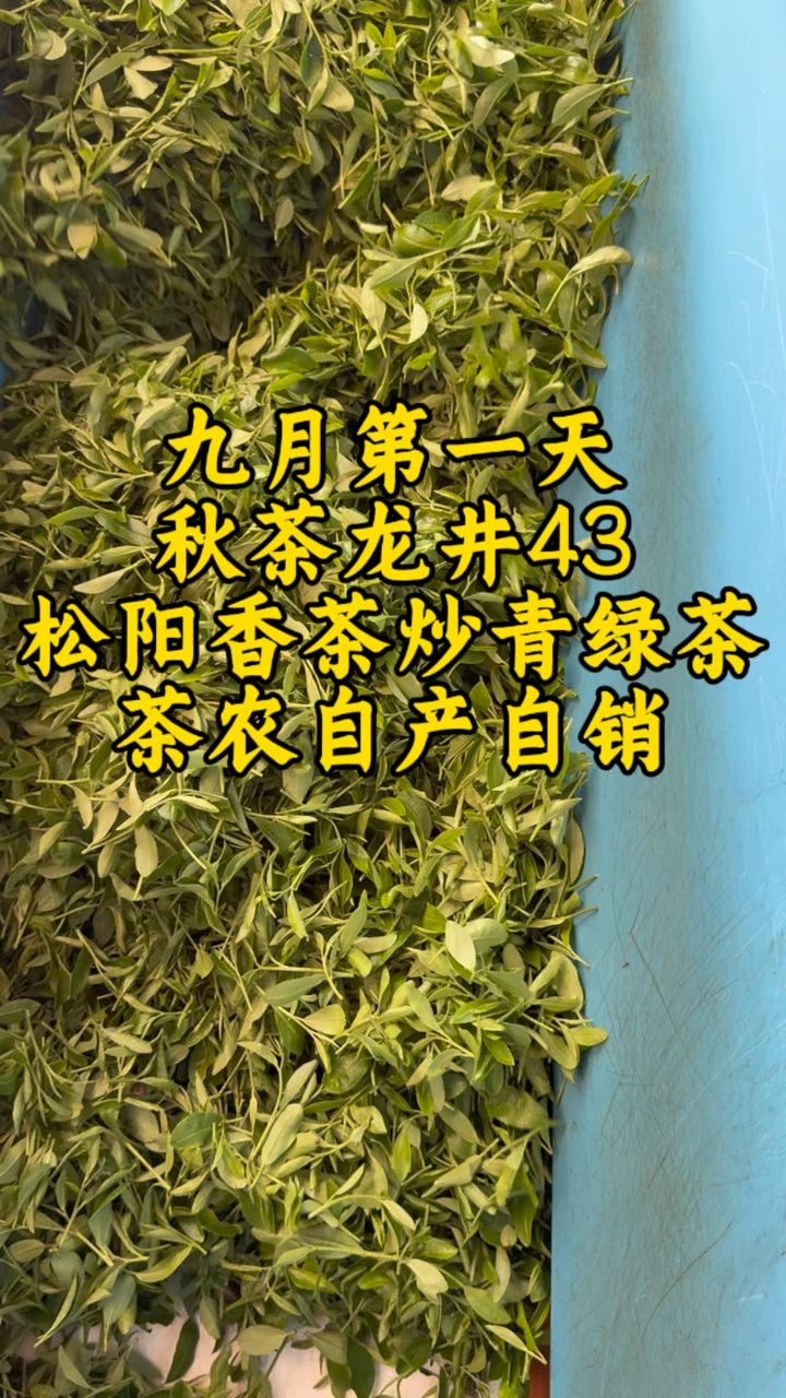 九月第一天,秋茶龙井43号茶树做的松阳香茶炒青绿茶!