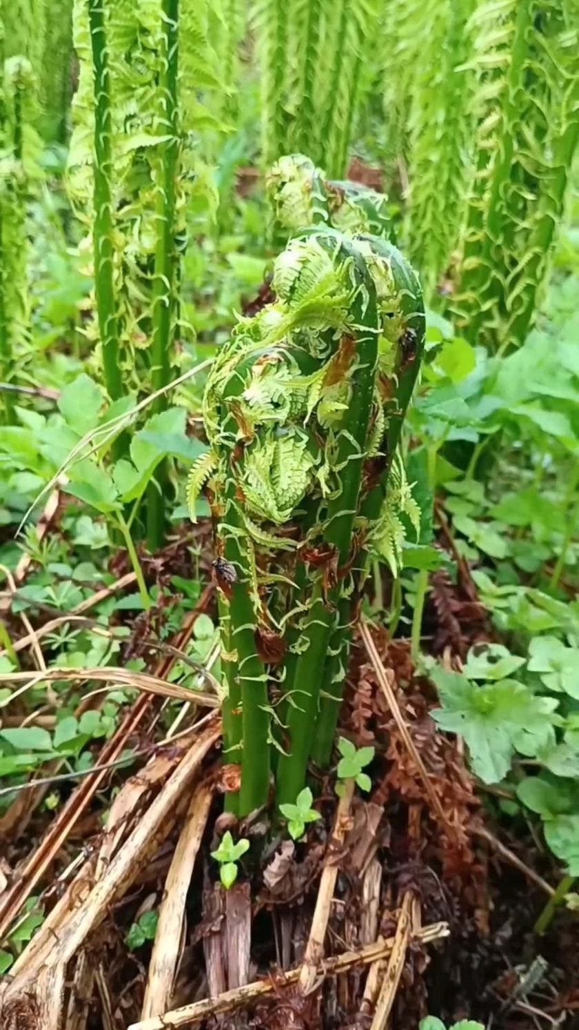 这种野菜我们叫黄瓜香,你们都叫什么