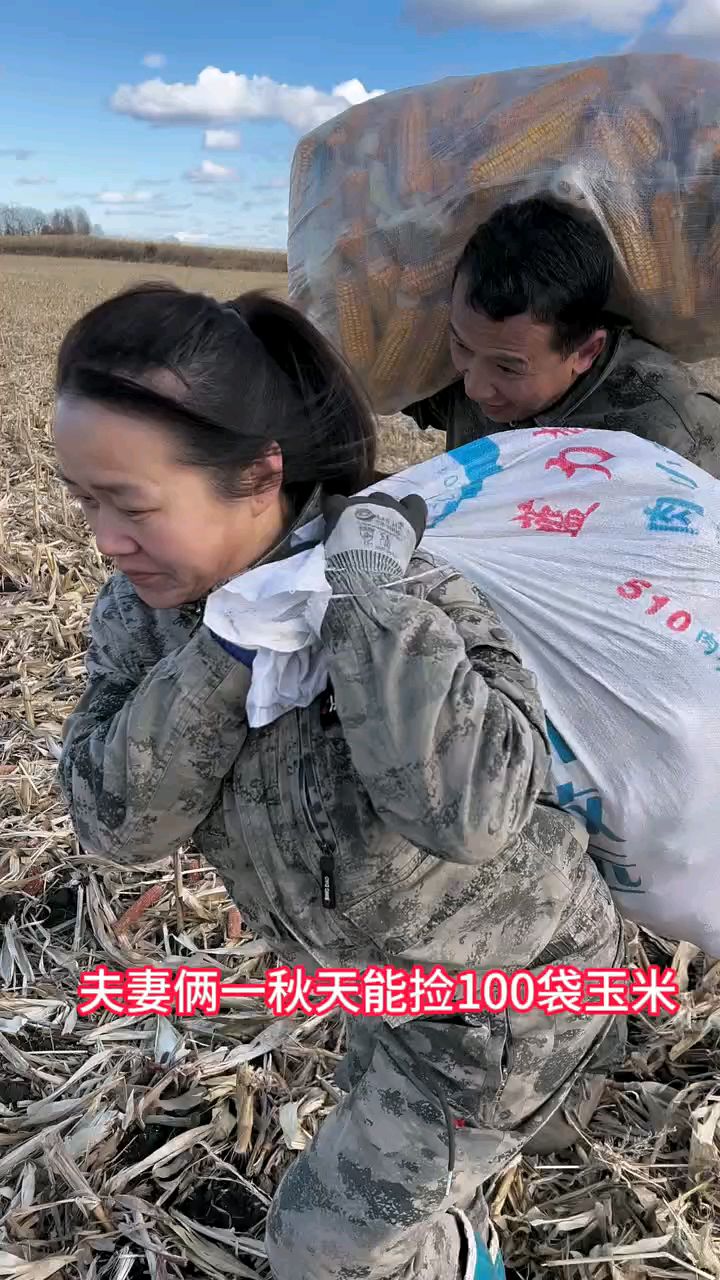 捡玉米喂鸡鸭鹅猪