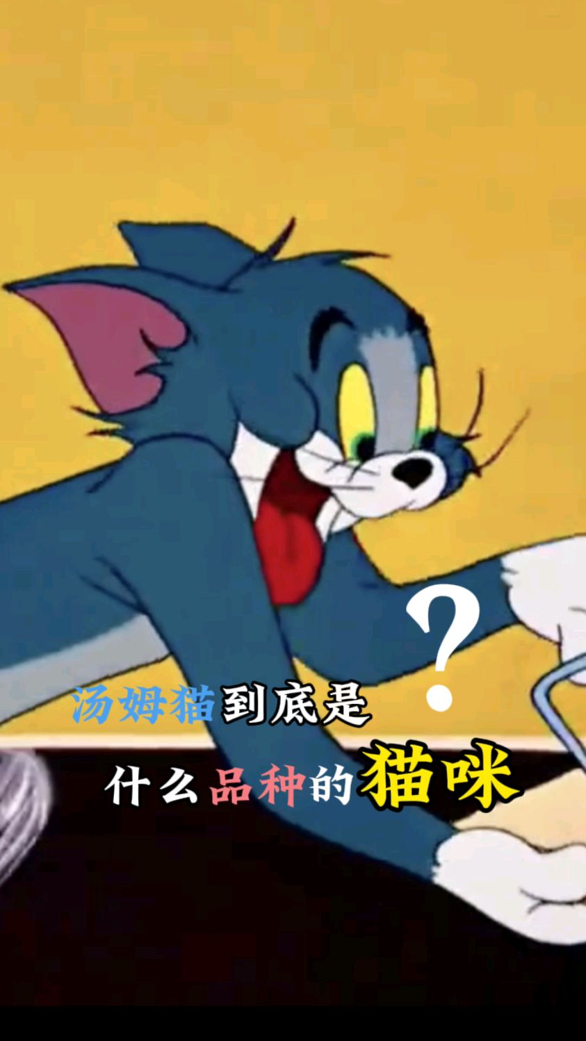 猫和老鼠中的汤姆是什么品种的猫咪？#猫咪 #宠物 #萌宠 #宠物知识