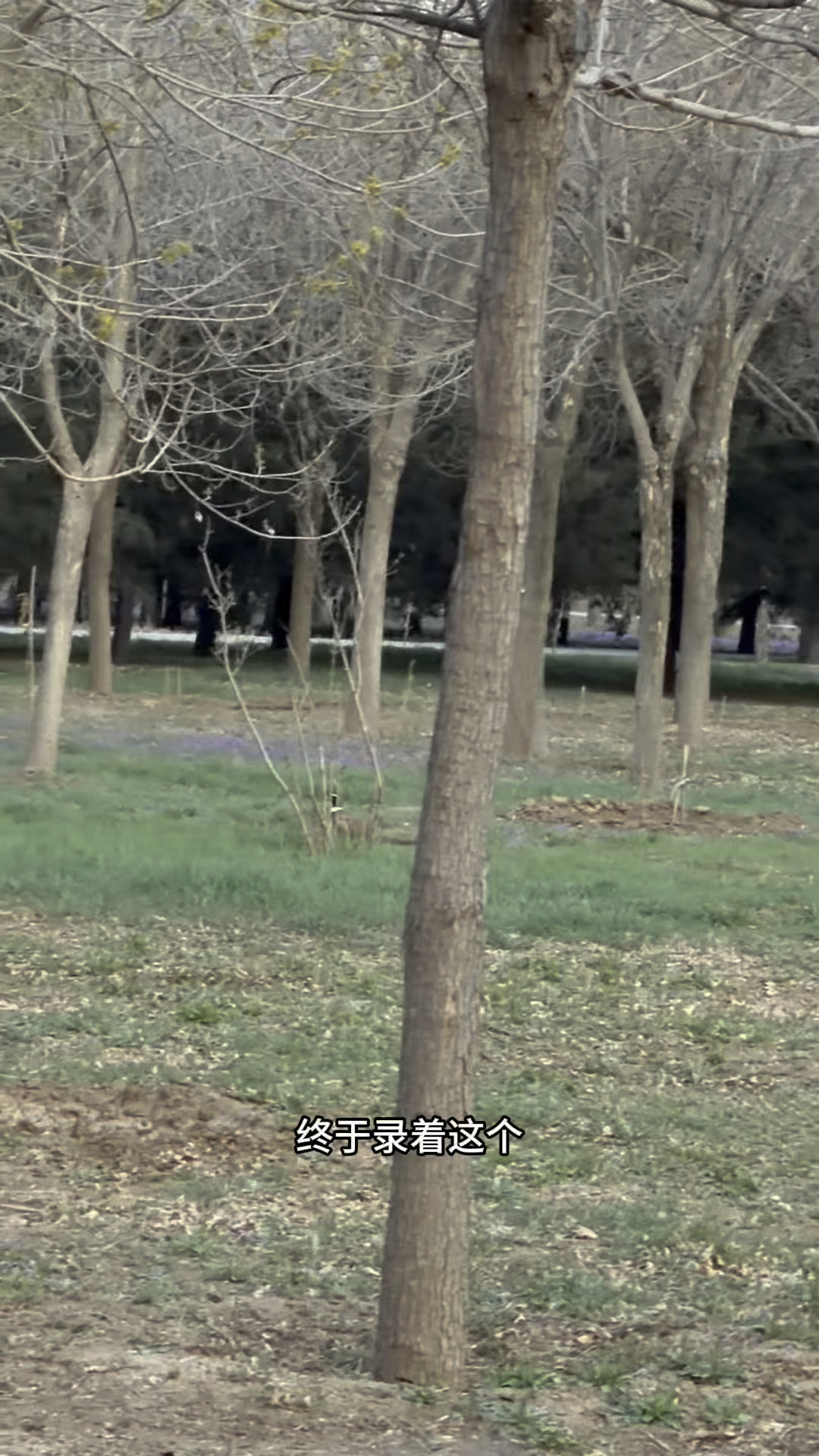 偶遇野山鸡在村子里住了好几年了,经常在林场看见野山鸡野兔子