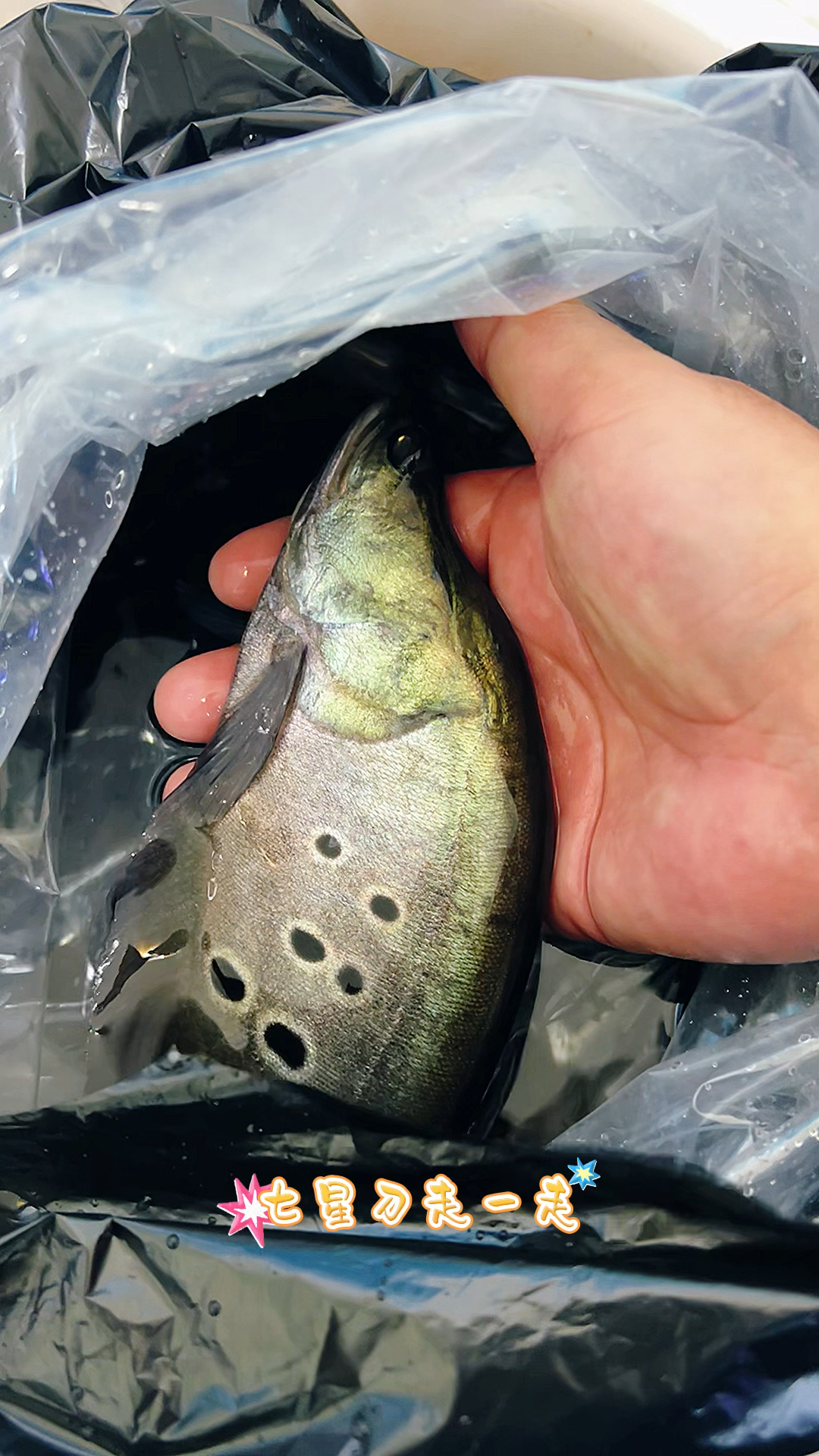 白化石斑鱼还是喜欢吃比较霸气的鱼呀