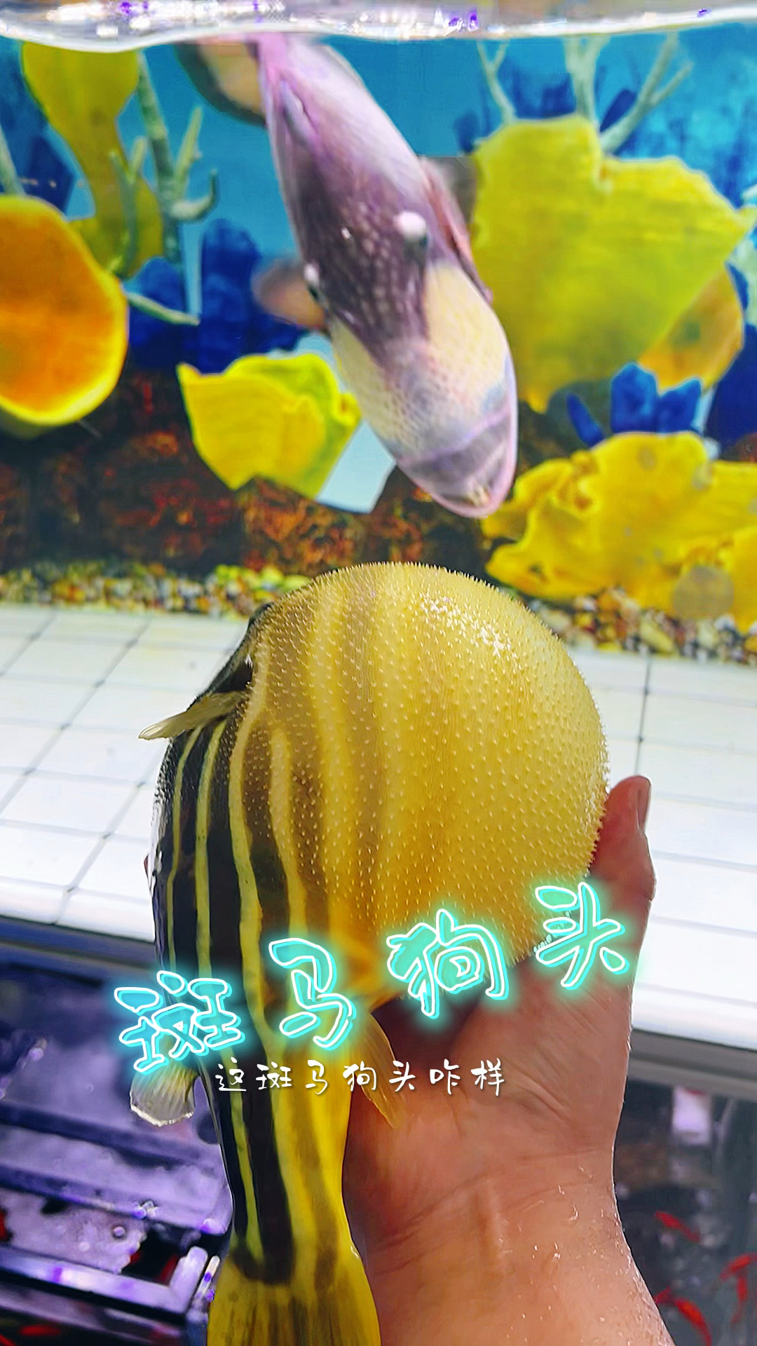 斑马狗头还是有战斗力呀