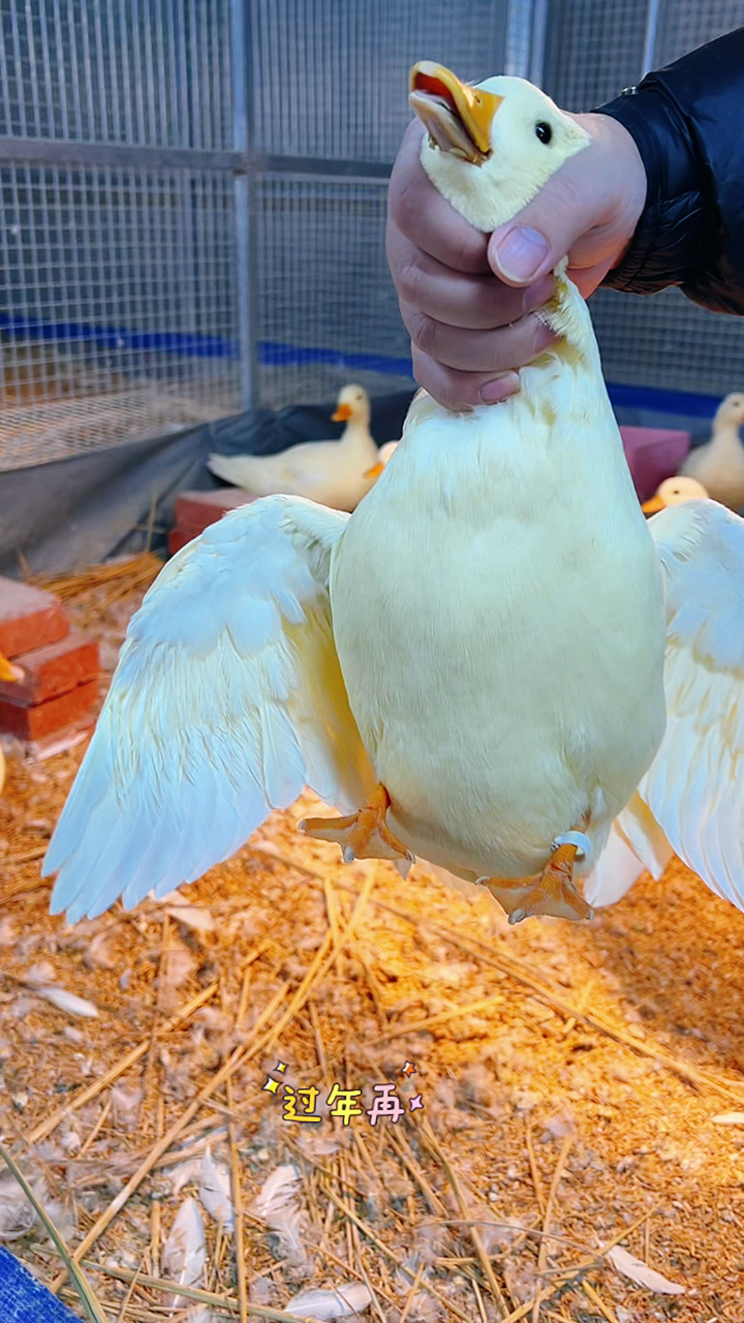 有趣的柯尔鸭来了!