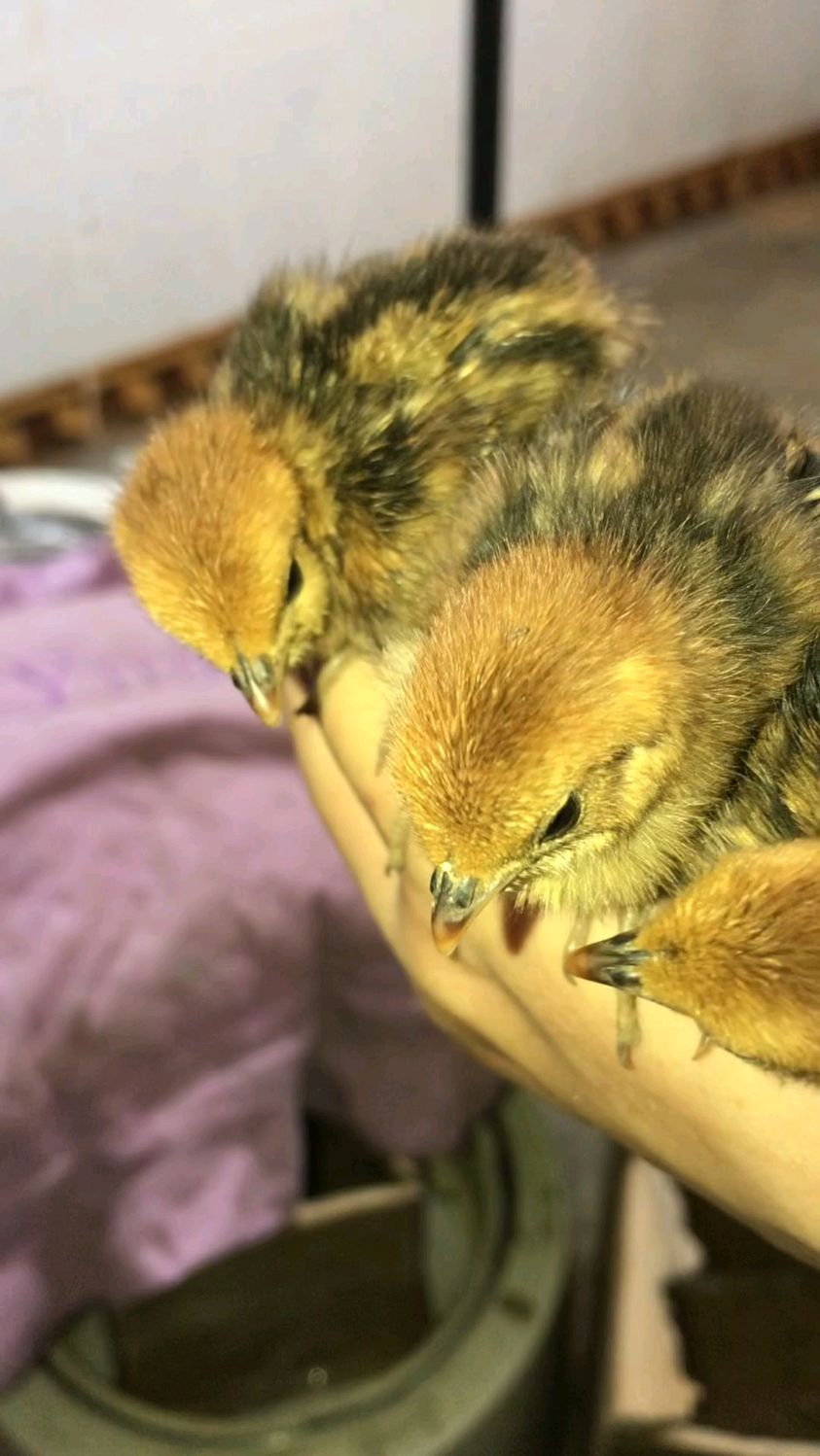 今天小鸡有五六个小时没有做保温，导致一只小鸡不吃不喝东倒西歪