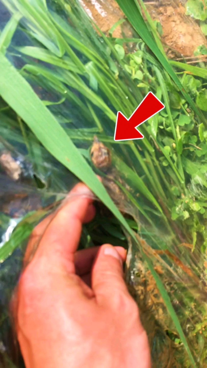 捡到一只落单得小竹鸡,原来是他的脚受伤了,不知能不能养的活,