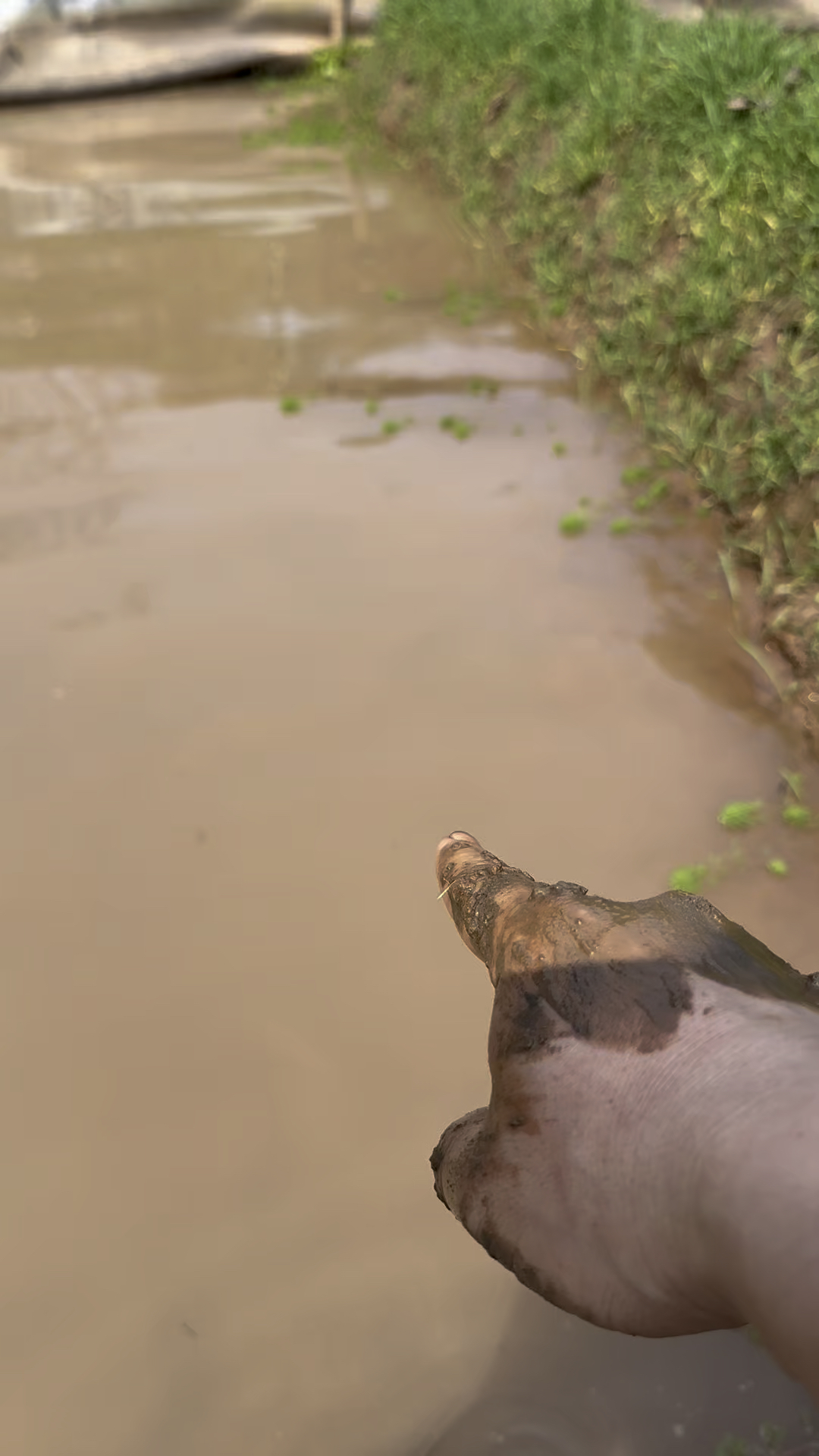 稻田散养甲鱼生态养殖