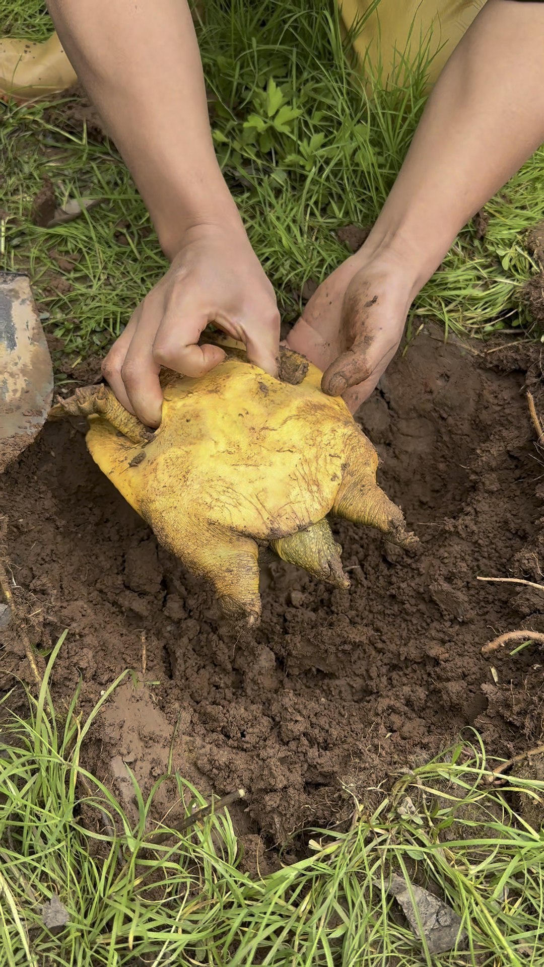 稻田散养甲鱼,生态养殖
